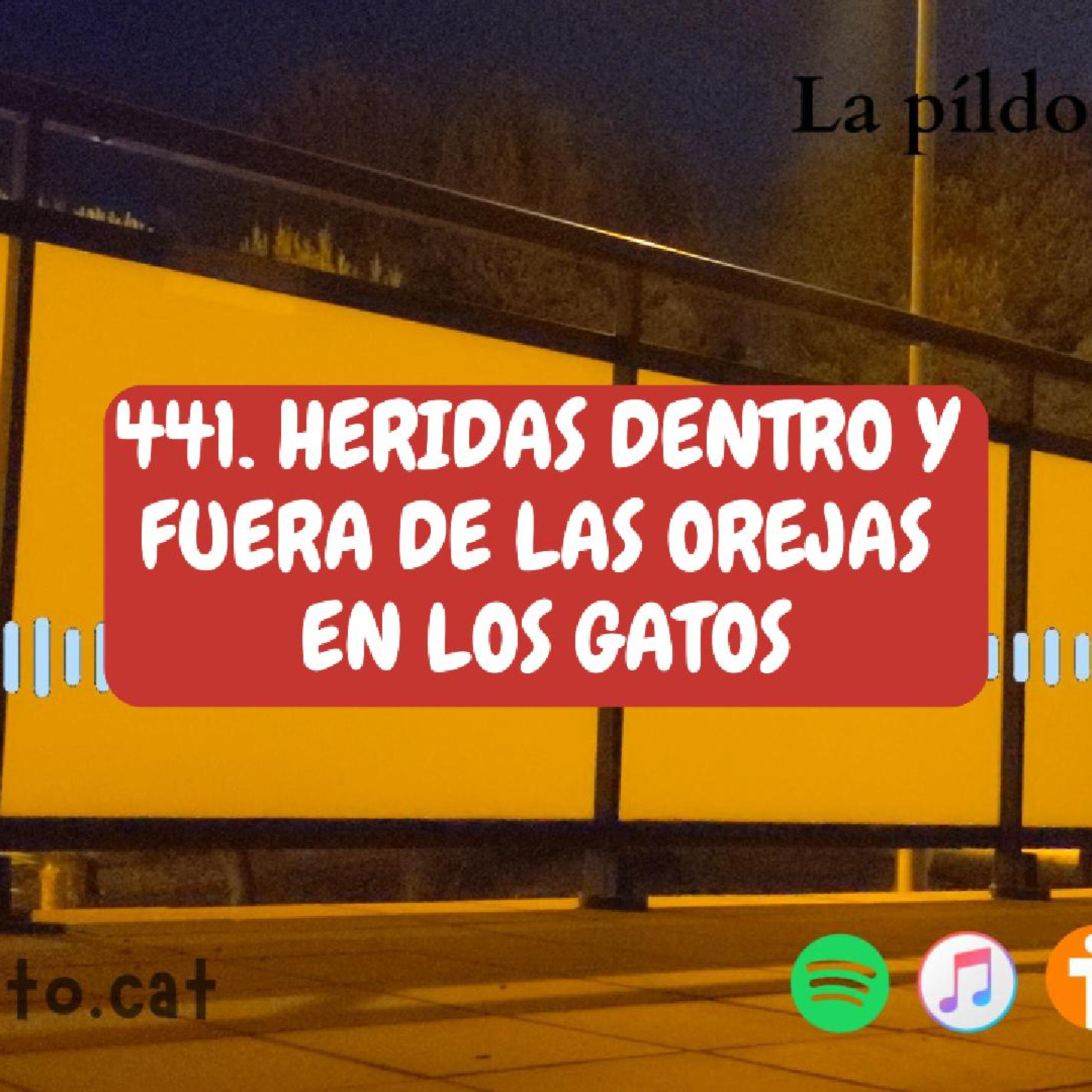 Imagen del episodio 441. Heridas dentro y fuera de las orejas en los gatos