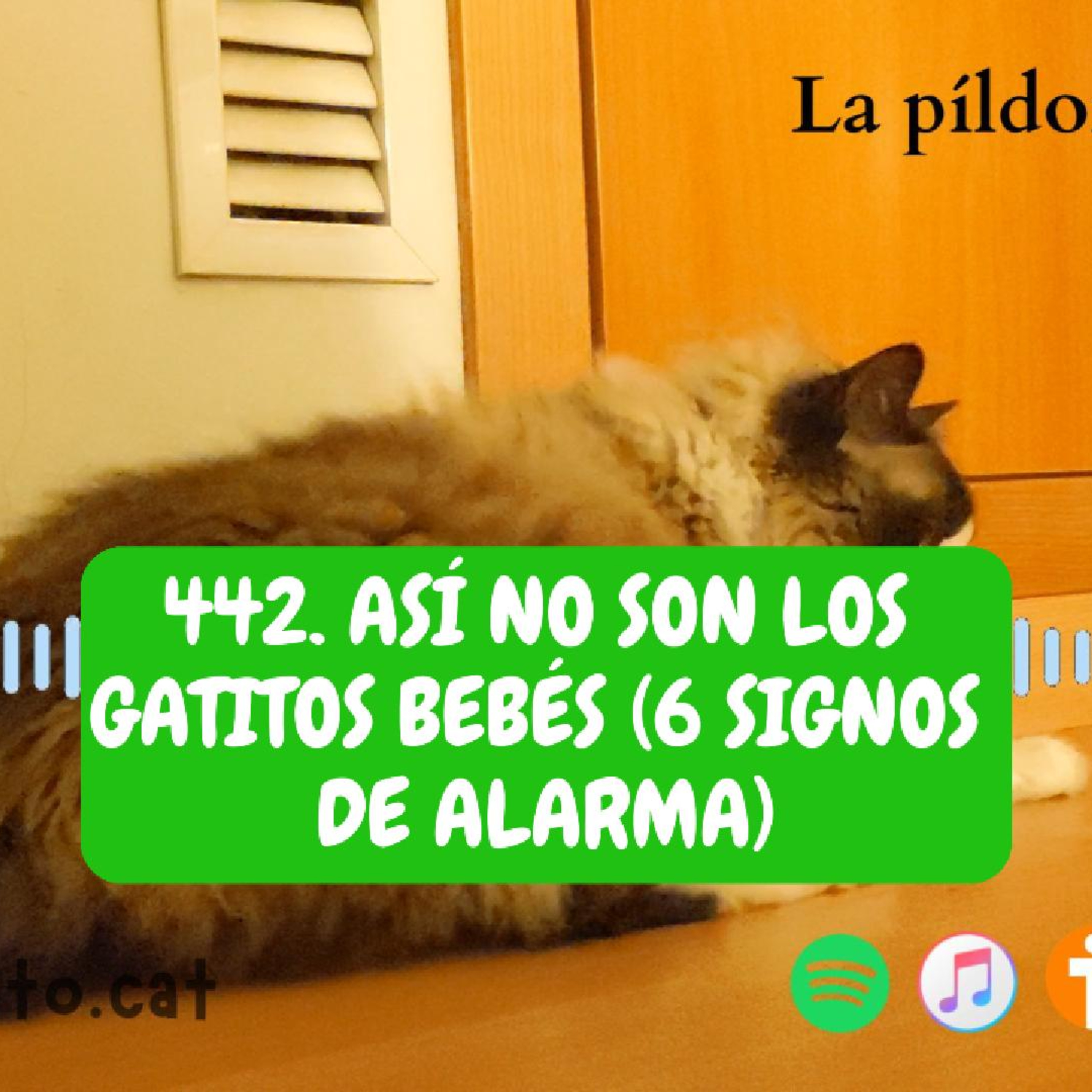 Imagen del episodio 442. Así NO SON los gatitos bebés (6 signos de alarma)