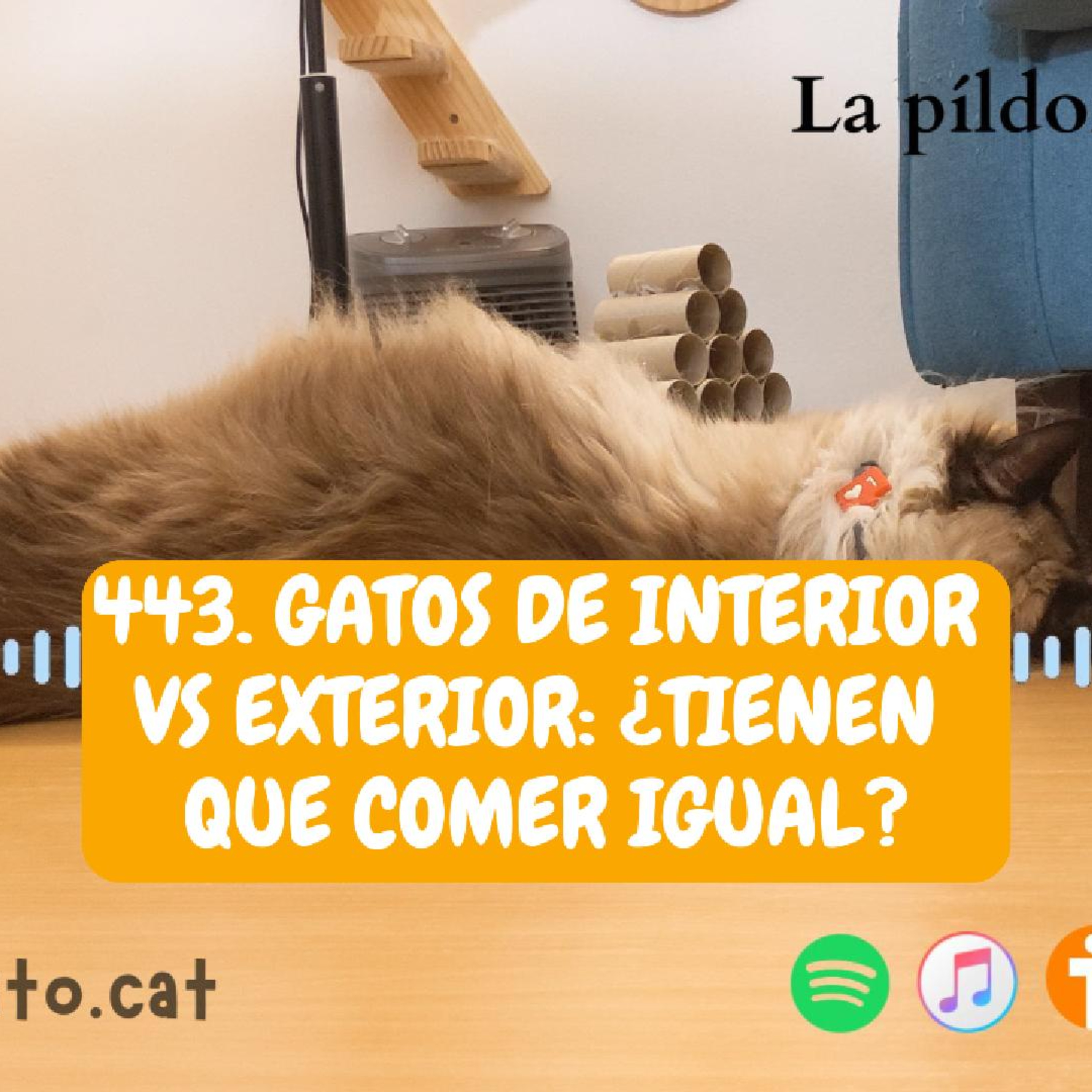 Imagen del episodio 443. Gatos de interior vs exterior: ¿Tienen que comer igual?