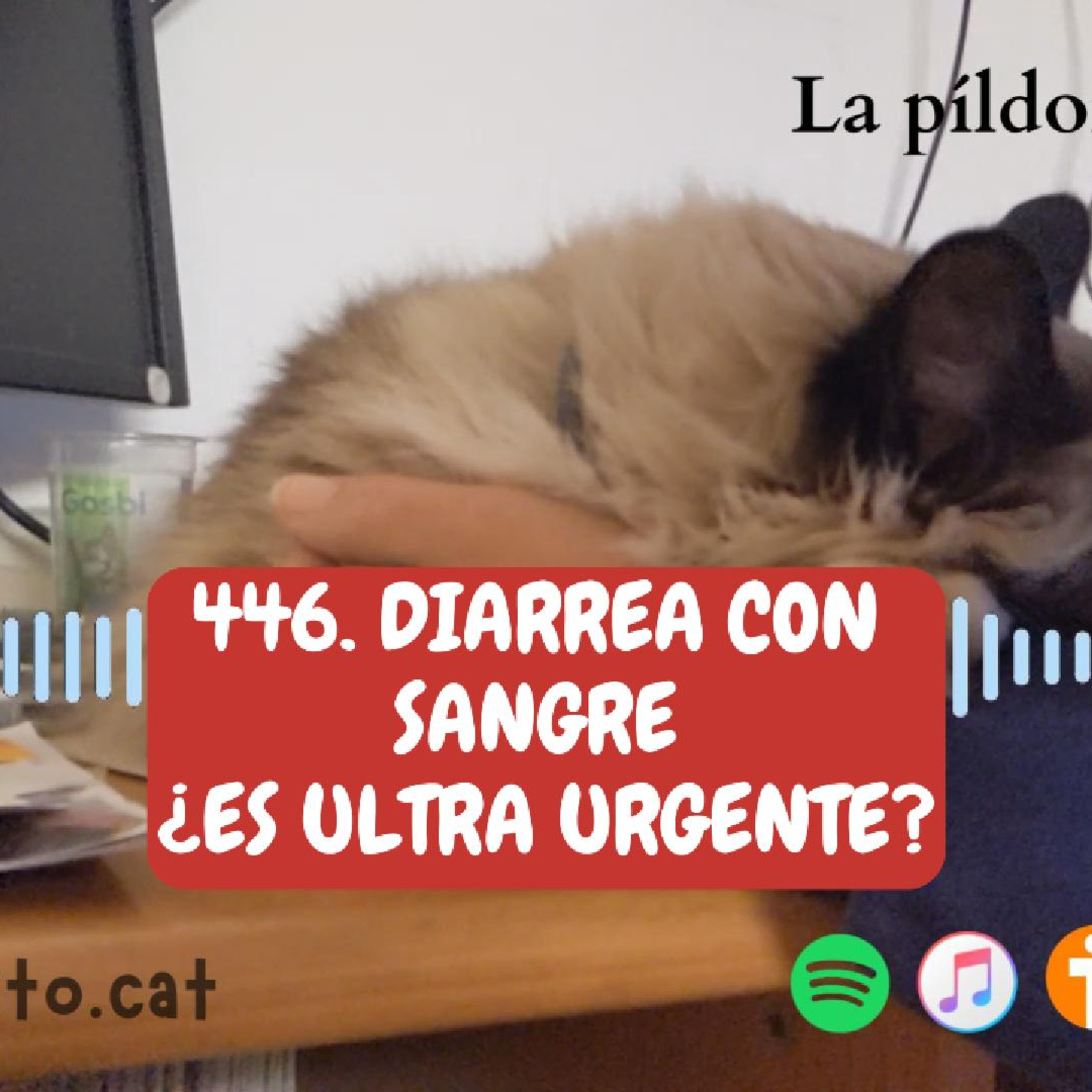 Imagen del episodio 446. Diarrea con sangre ¿es ultra urgente?