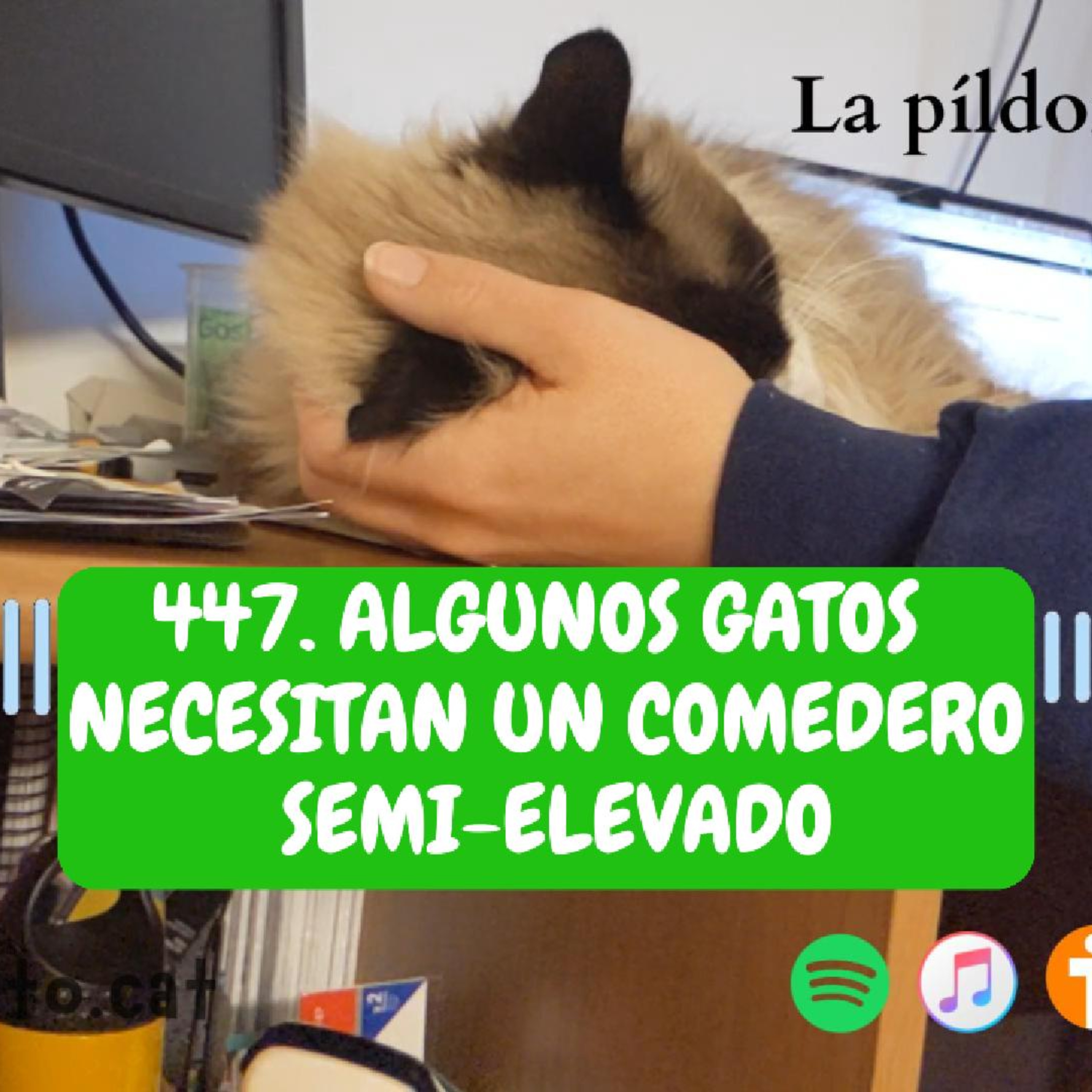 Imagen del episodio 447. Algunos gatos necesitan un COMEDERO SEMI-ELEVADO