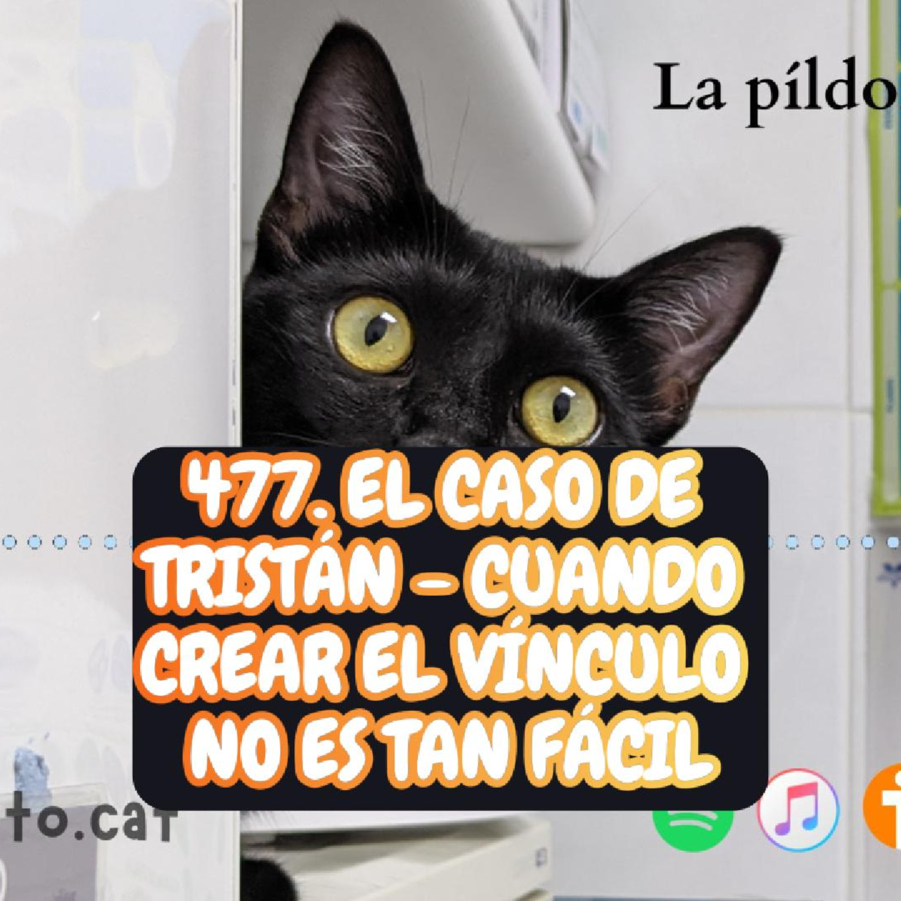 La Píldora Felina – Entiende y cuida mejor a tu gato