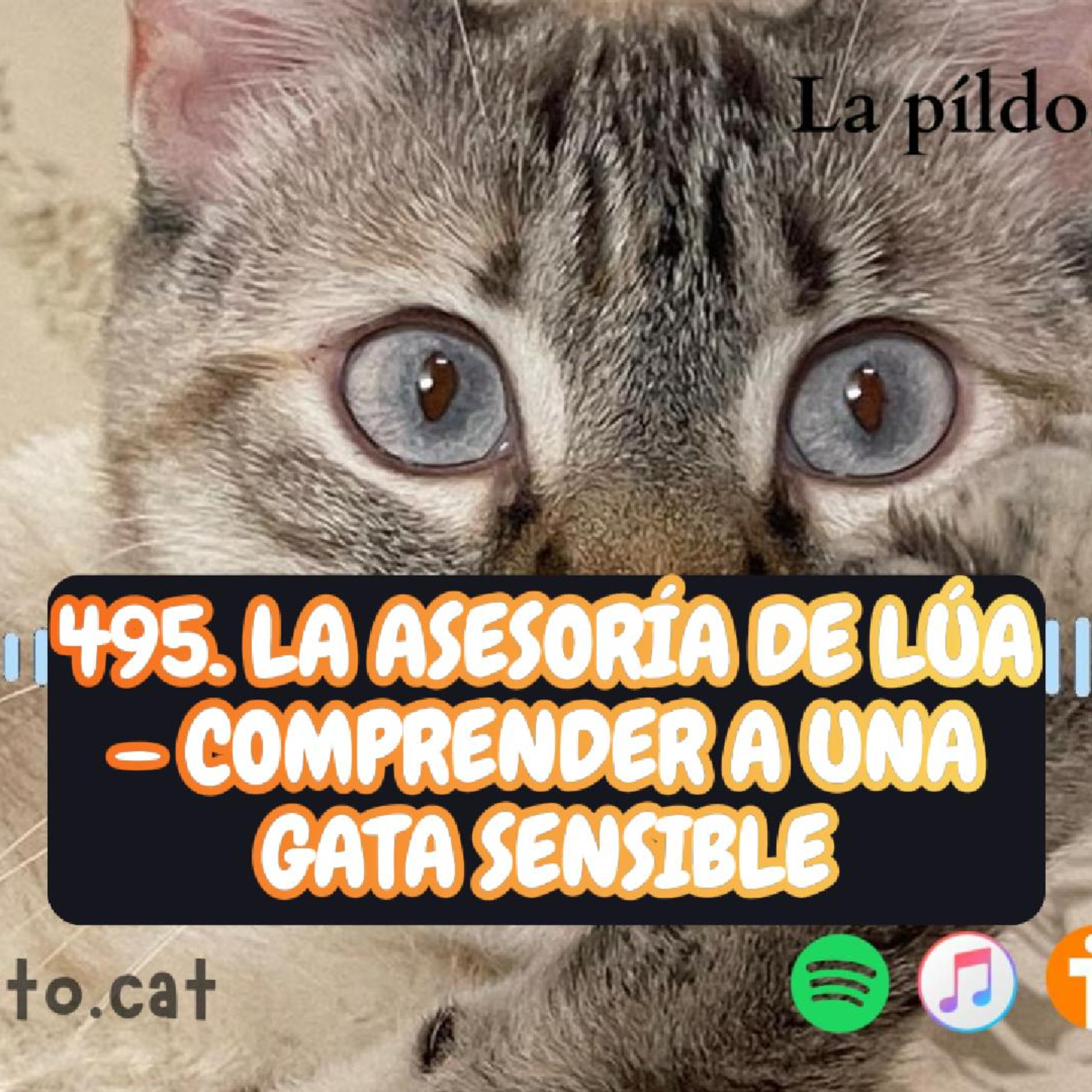 Imagen del episodio 495. La Asesoría de Lúa – Comprender a una gata sensible