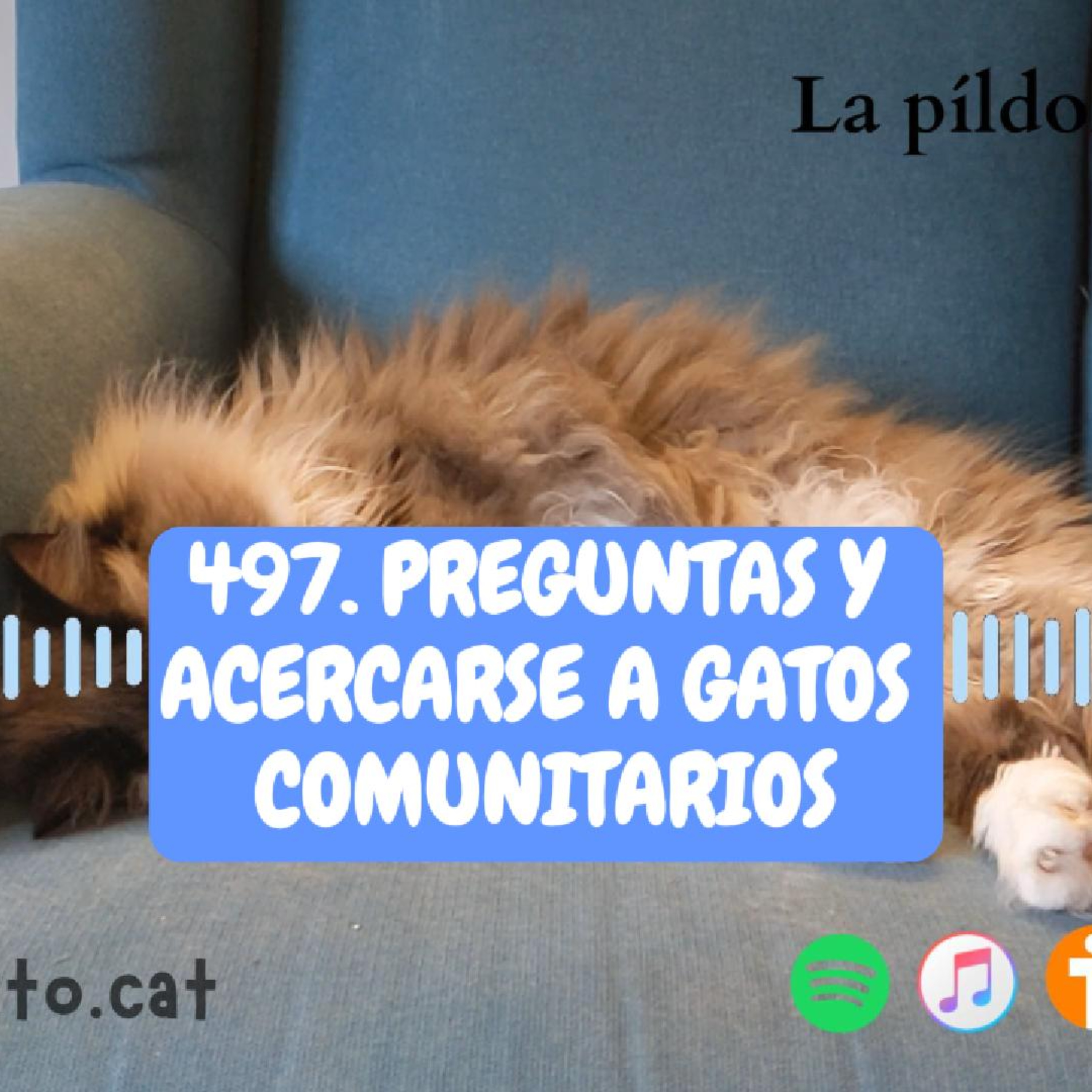 Imagen del episodio 497. Preguntas y acercarse a gatos comunitarios