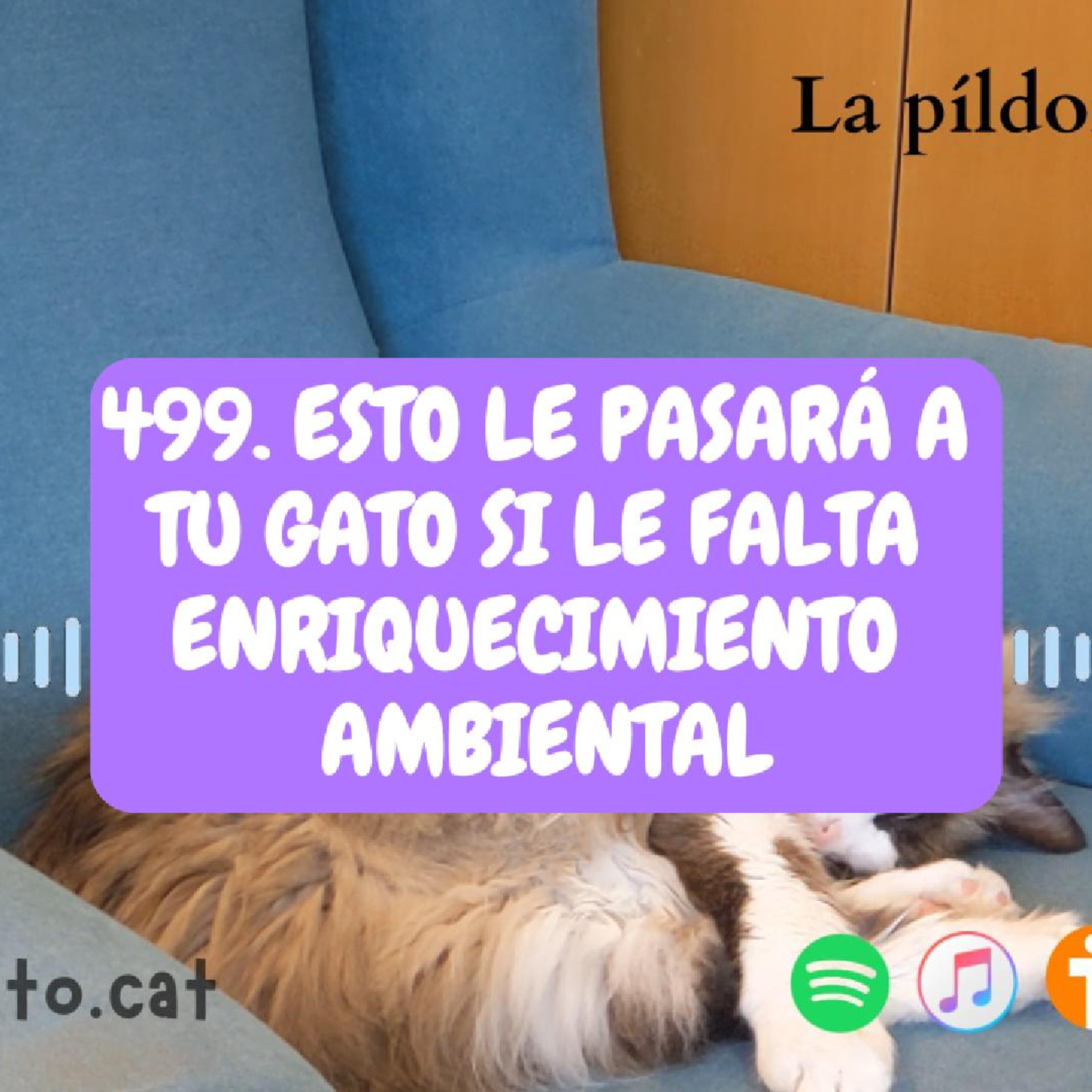 Imagen del episodio 499. Esto le pasará a tu gato si le falta ENRIQUECIMIENTO AMBIENTAL