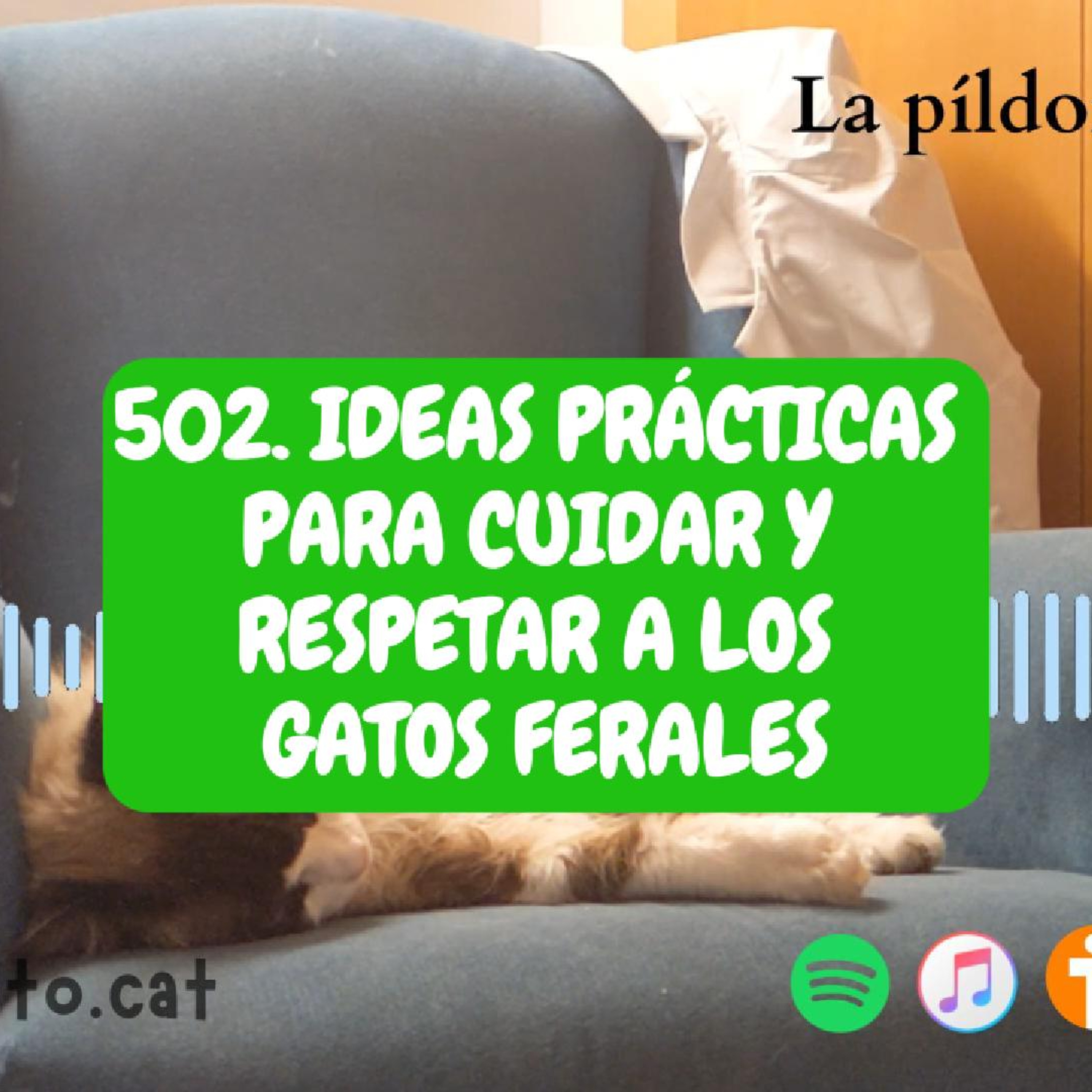 Imagen del episodio 502. Ideas prácticas para cuidar y respetar a los gatos ferales