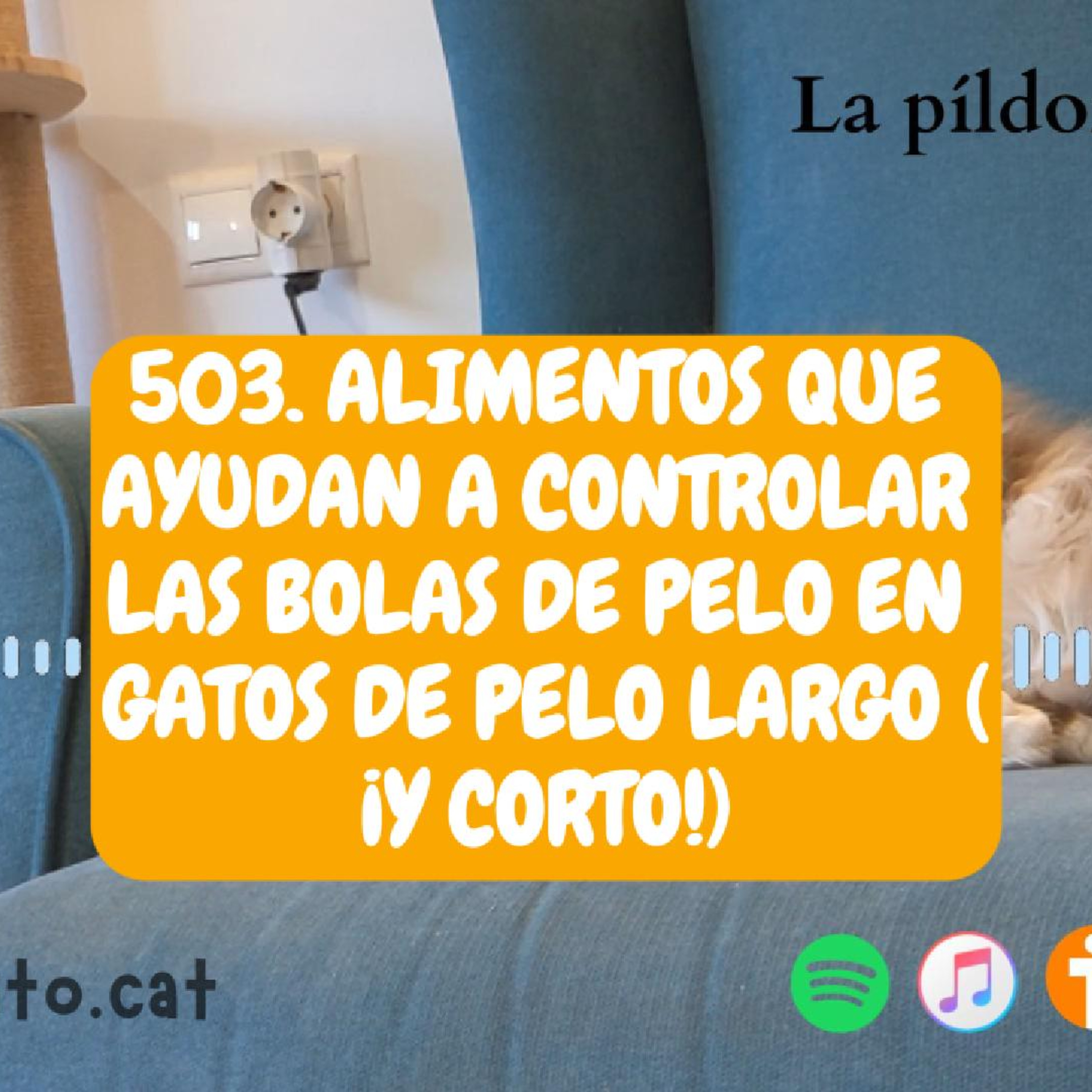 Imagen del episodio 503. Alimentos que ayudan a controlar las bolas de pelo en gatos de pelo largo (¡y corto!)