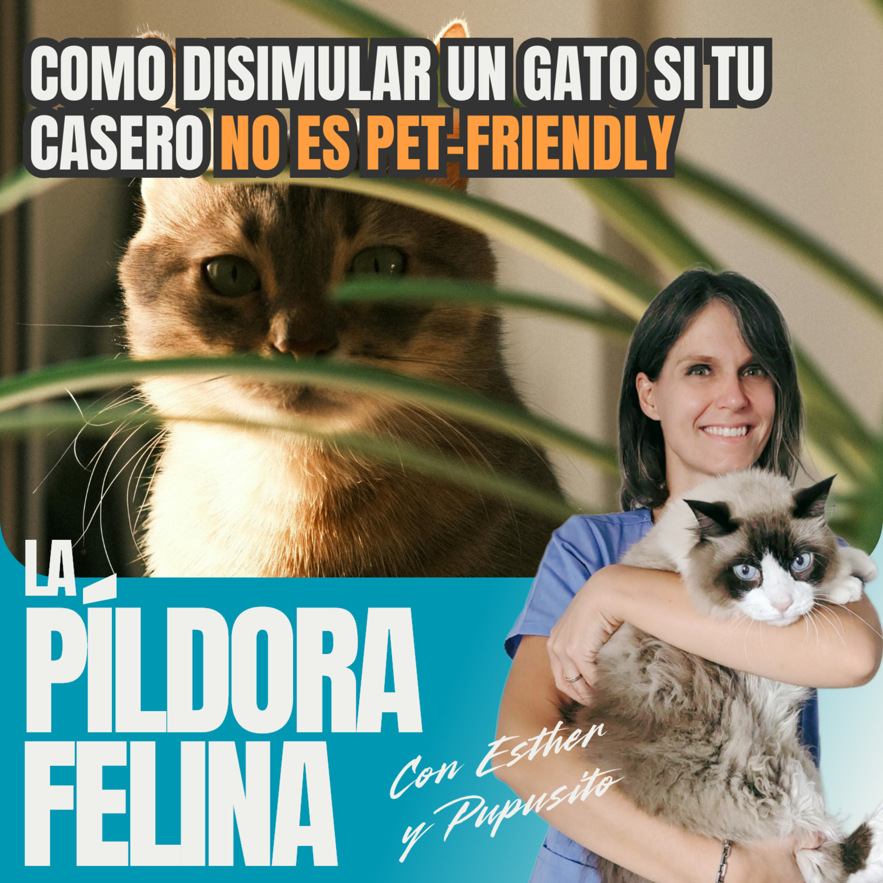 Imagen del episodio 504. Como disimular un gato si tu casero NO ES PET-FRIENDLY