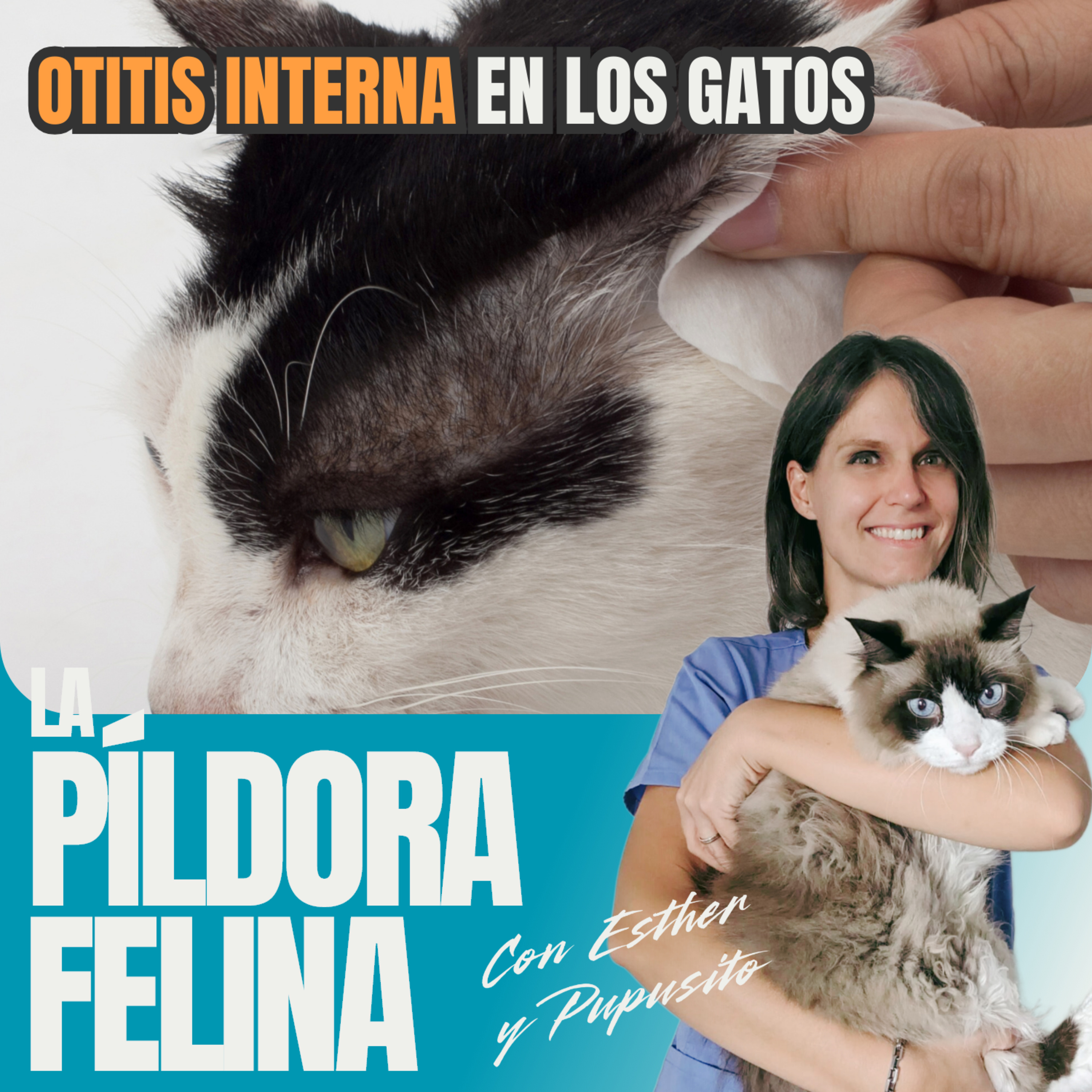506. Otitis INTERNA en los gatos