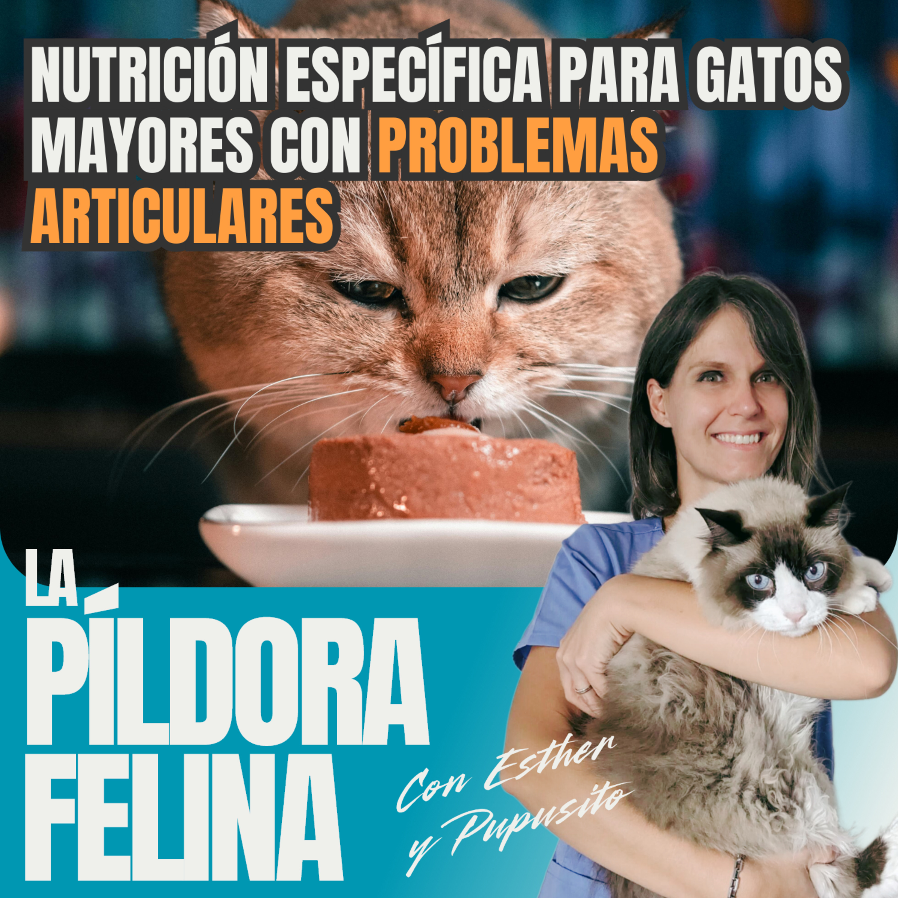 Imagen del episodio 508. Nutrición específica para gatos mayores con PROBLEMAS ARTICULARES