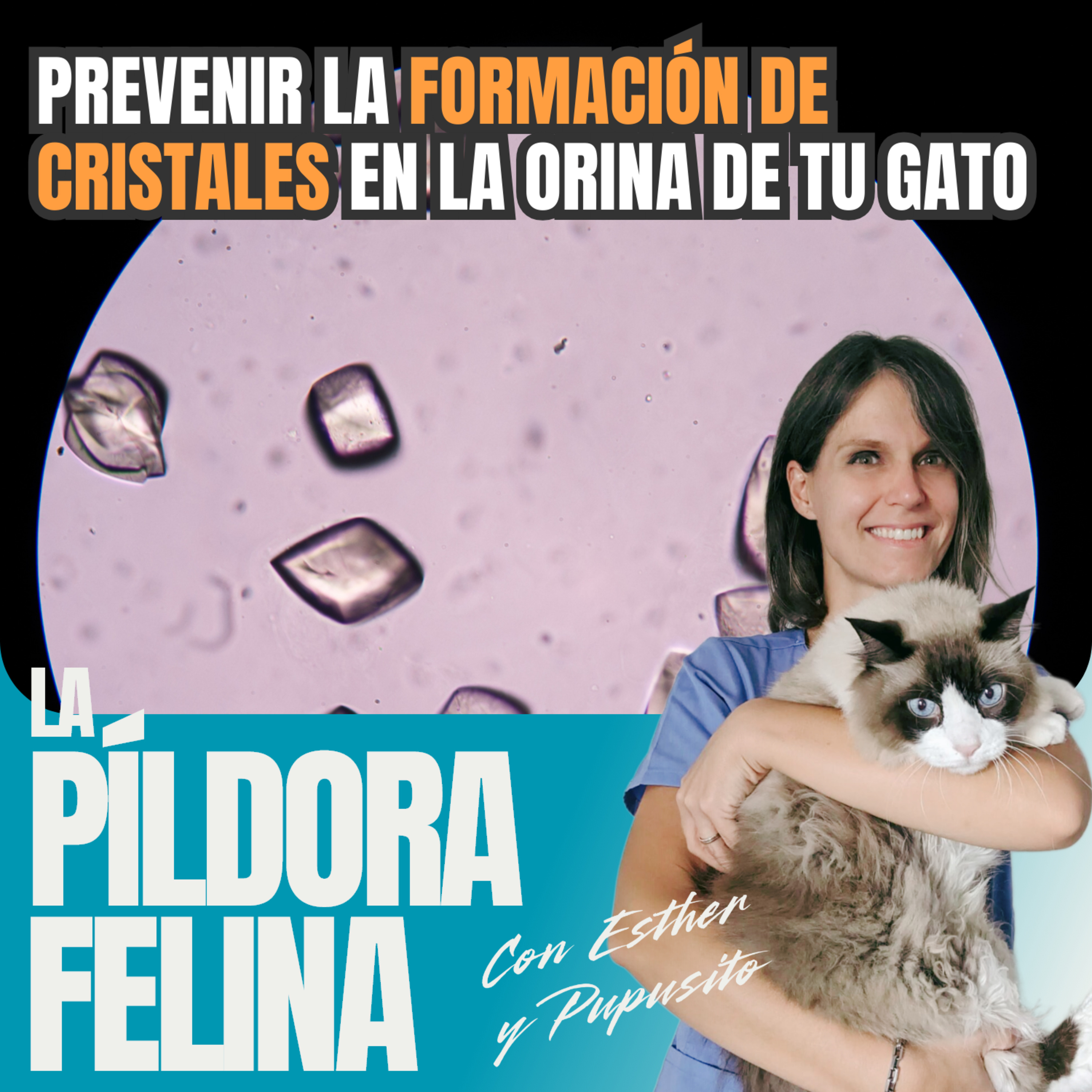 Imagen del episodio 513. Prevenir la FORMACIÓN DE CRISTALES en la orina de tu gato