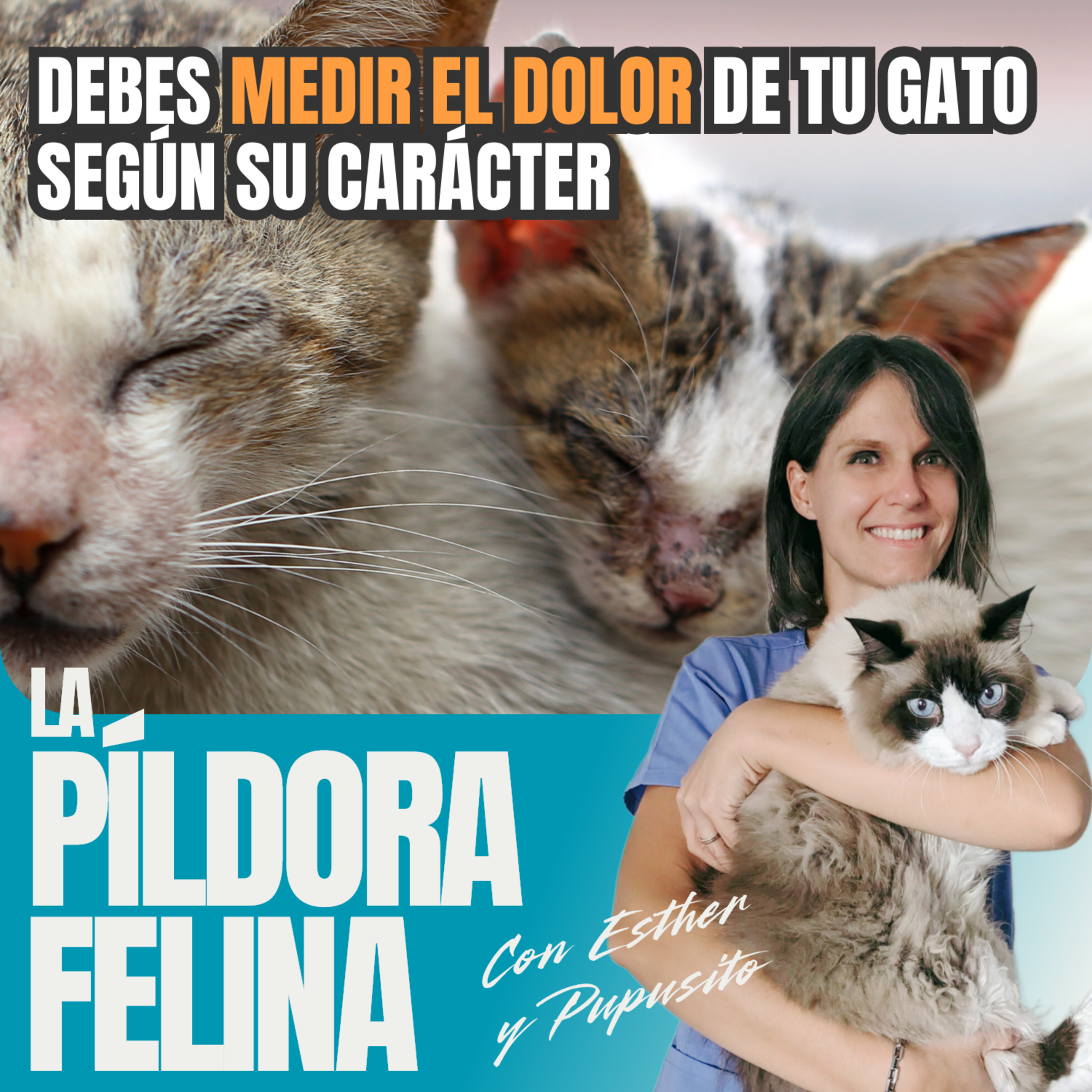 Imagen del episodio 514. Debes MEDIR EL DOLOR de tu gato según su carácter