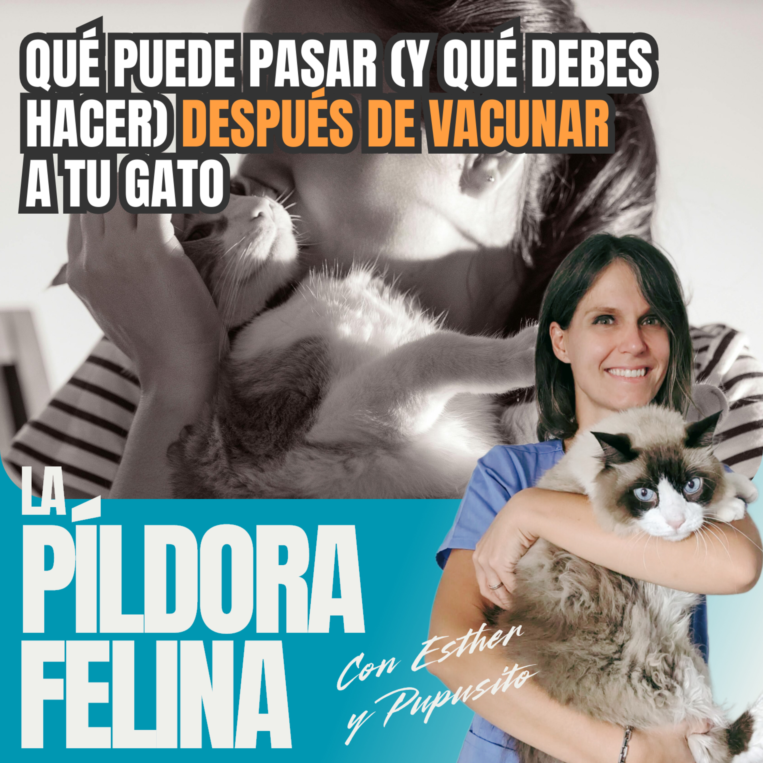 La Píldora Felina – Entiende y cuida mejor a tu gato