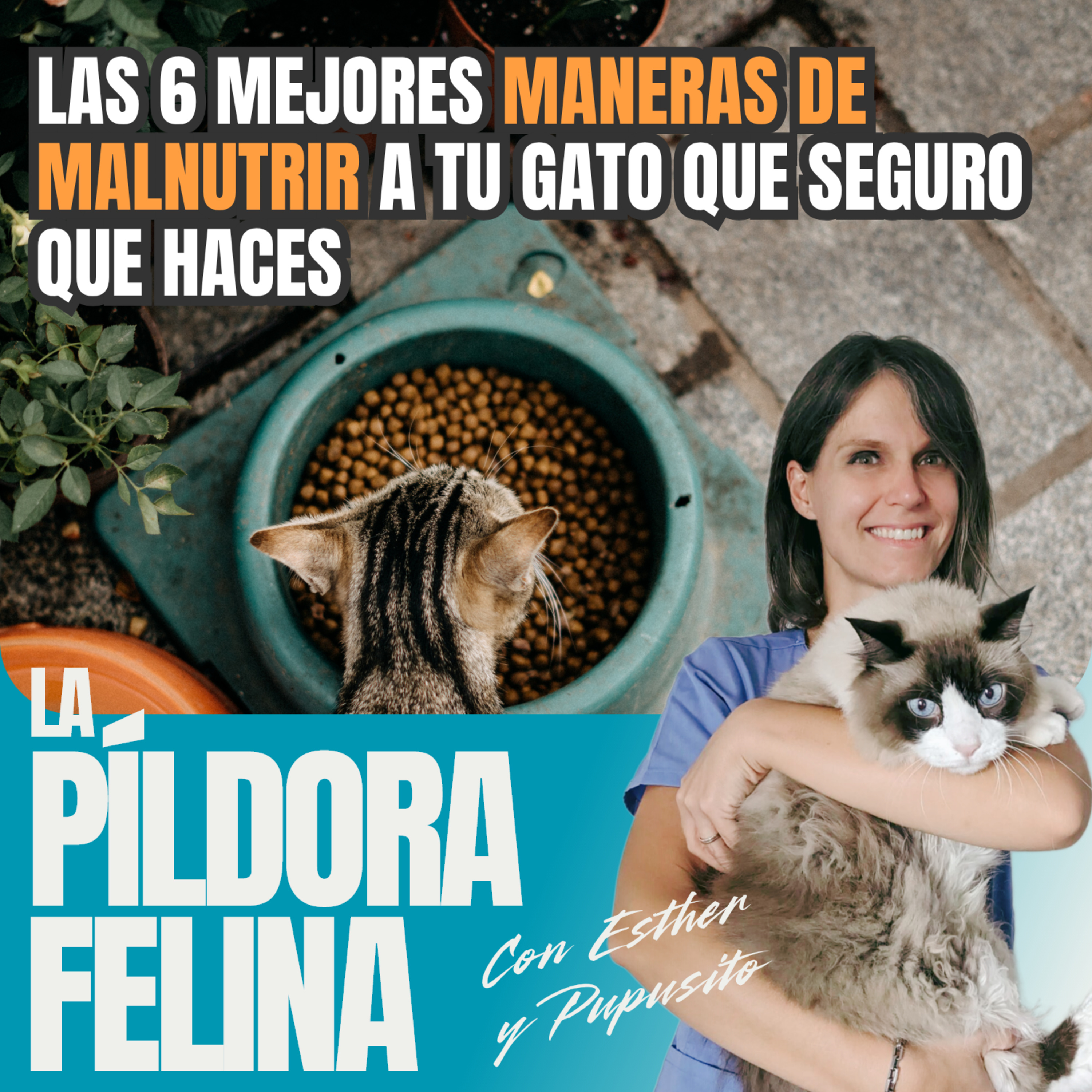 Imagen del episodio 523. Las 6 mejores MANERAS DE MALNUTRIR a tu gato que seguro que haces