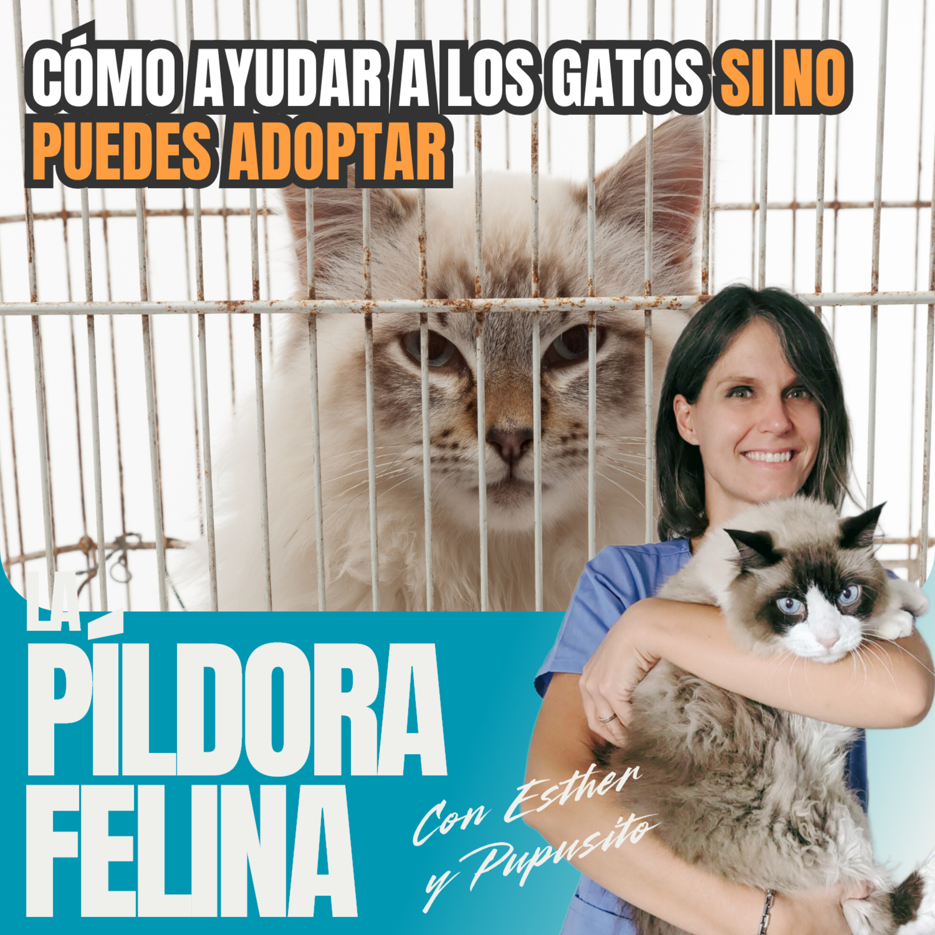 Imagen del episodio 525. Cómo ayudar a los gatos SI NO PUEDES ADOPTAR