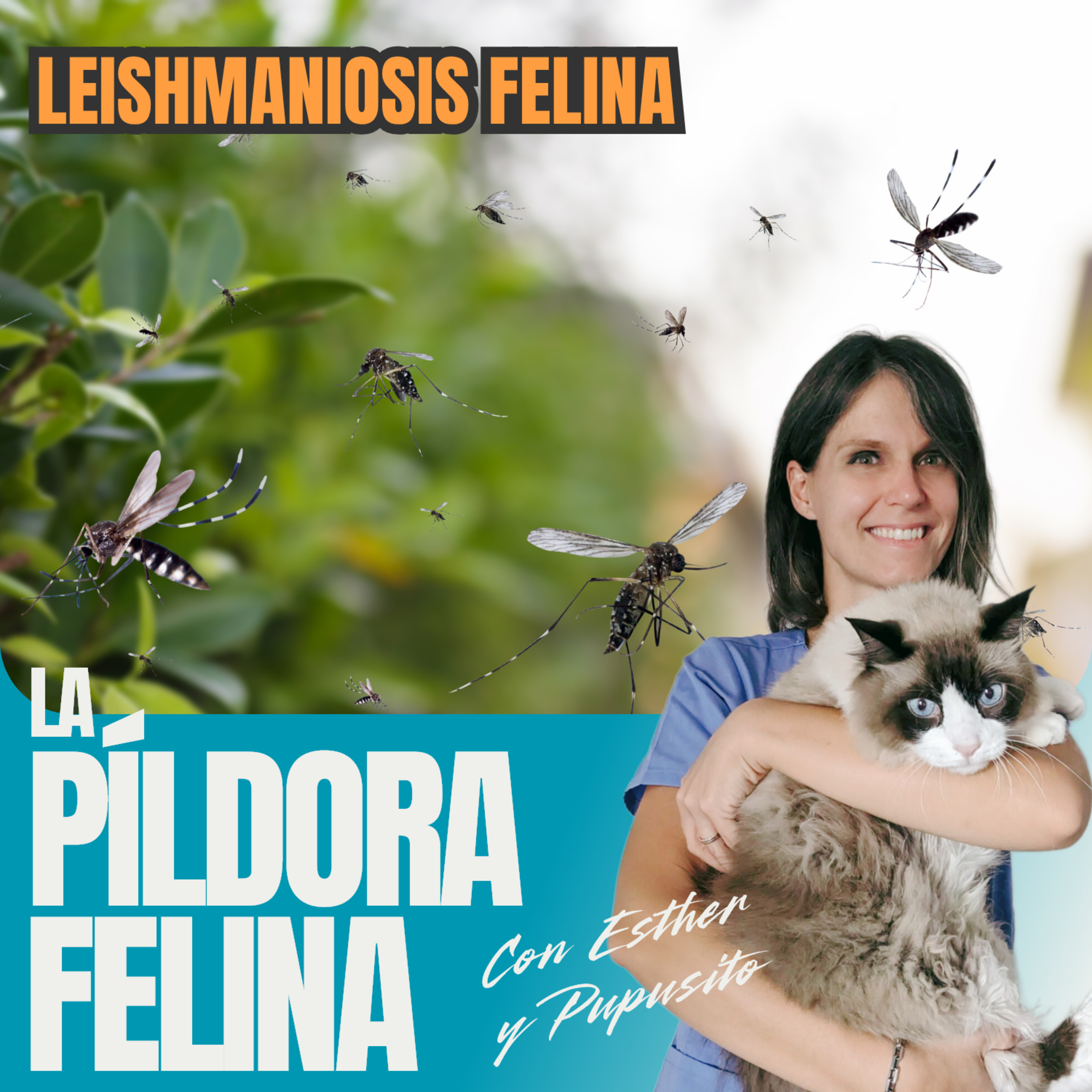 Imagen del episodio 526. Leishmaniosis felina