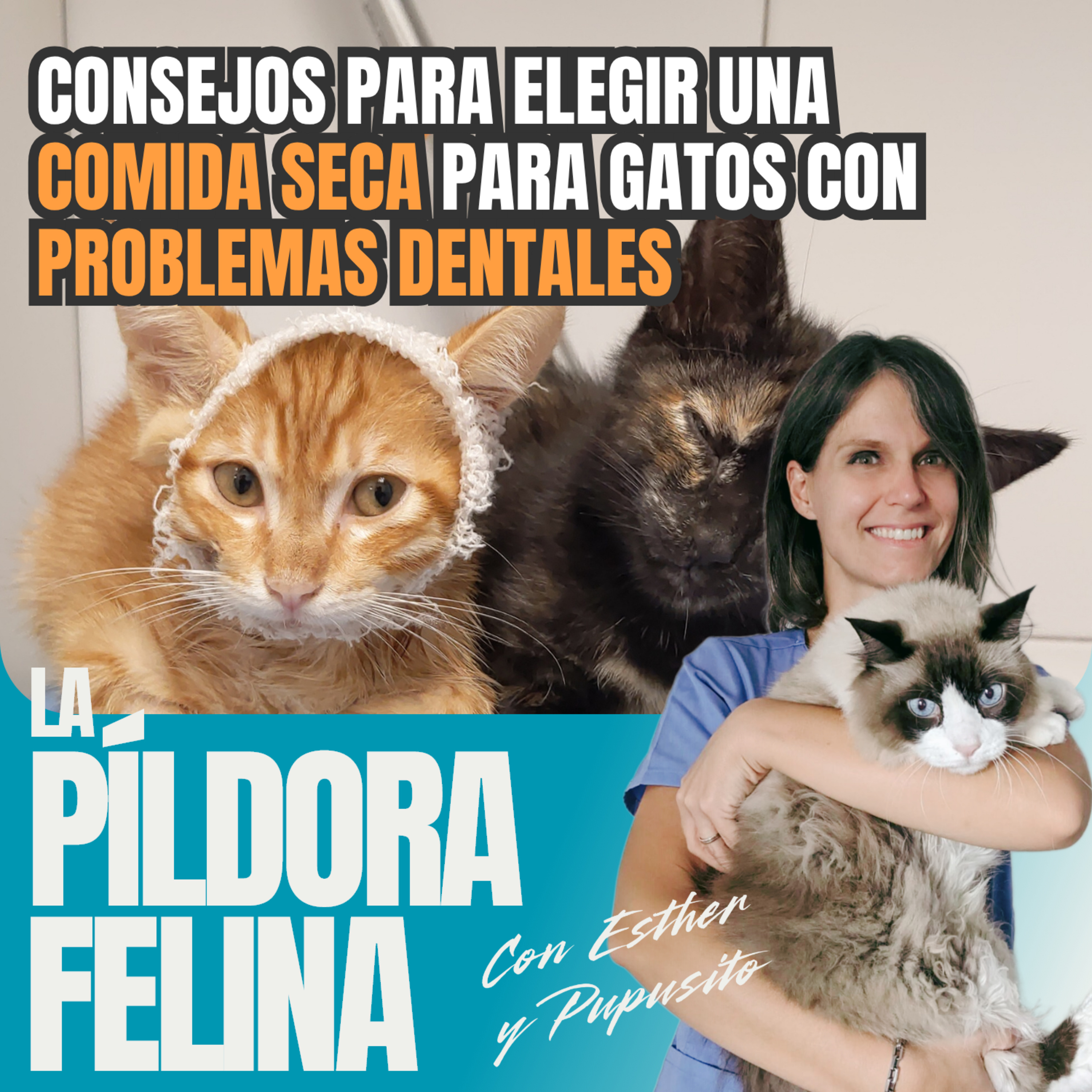 Imagen del episodio 528. Consejos para elegir una COMIDA SECA para gatos con PROBLEMAS DENTALES