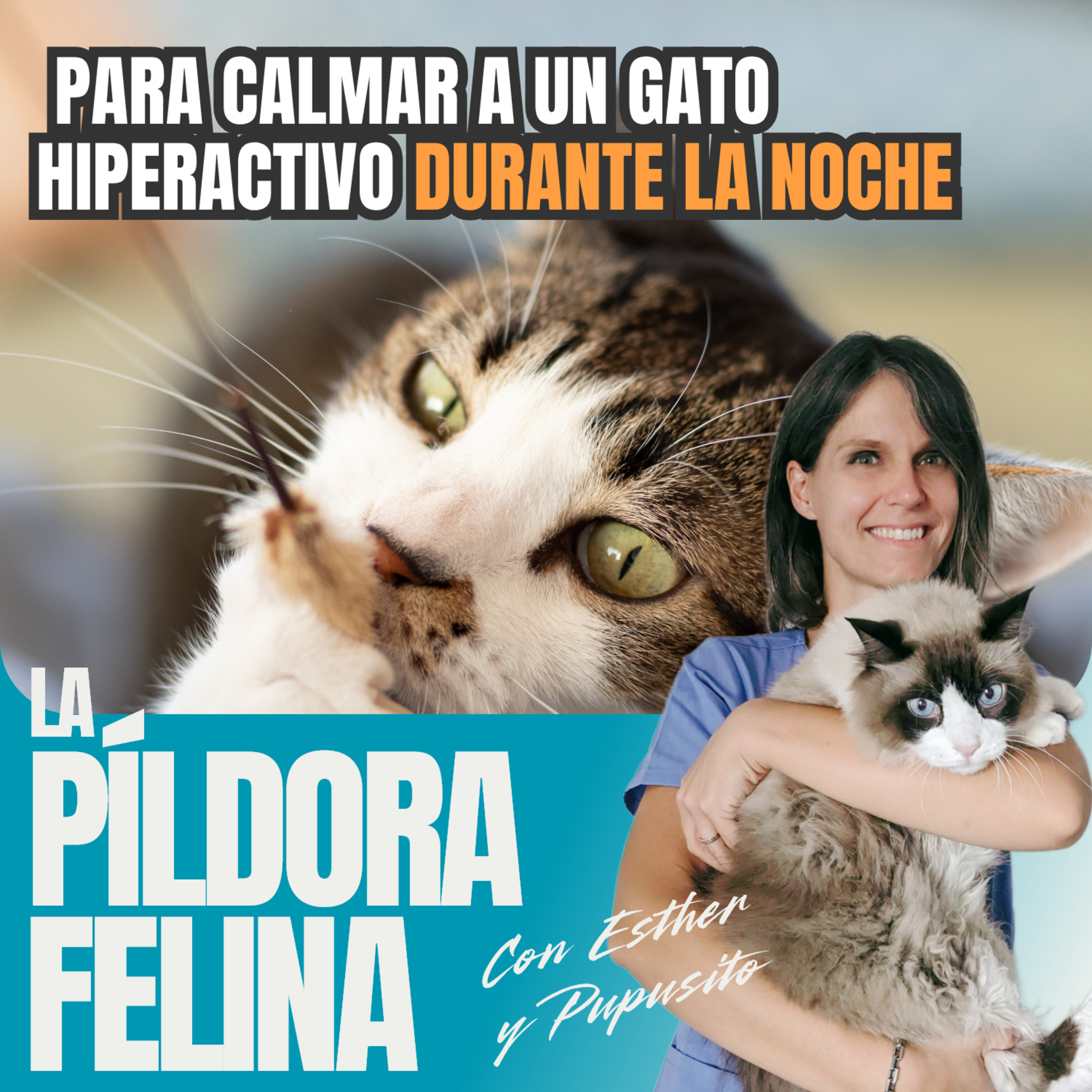 Imagen del episodio 529. Consejos para calmar a un gato hiperactivo DURANTE LA NOCHE