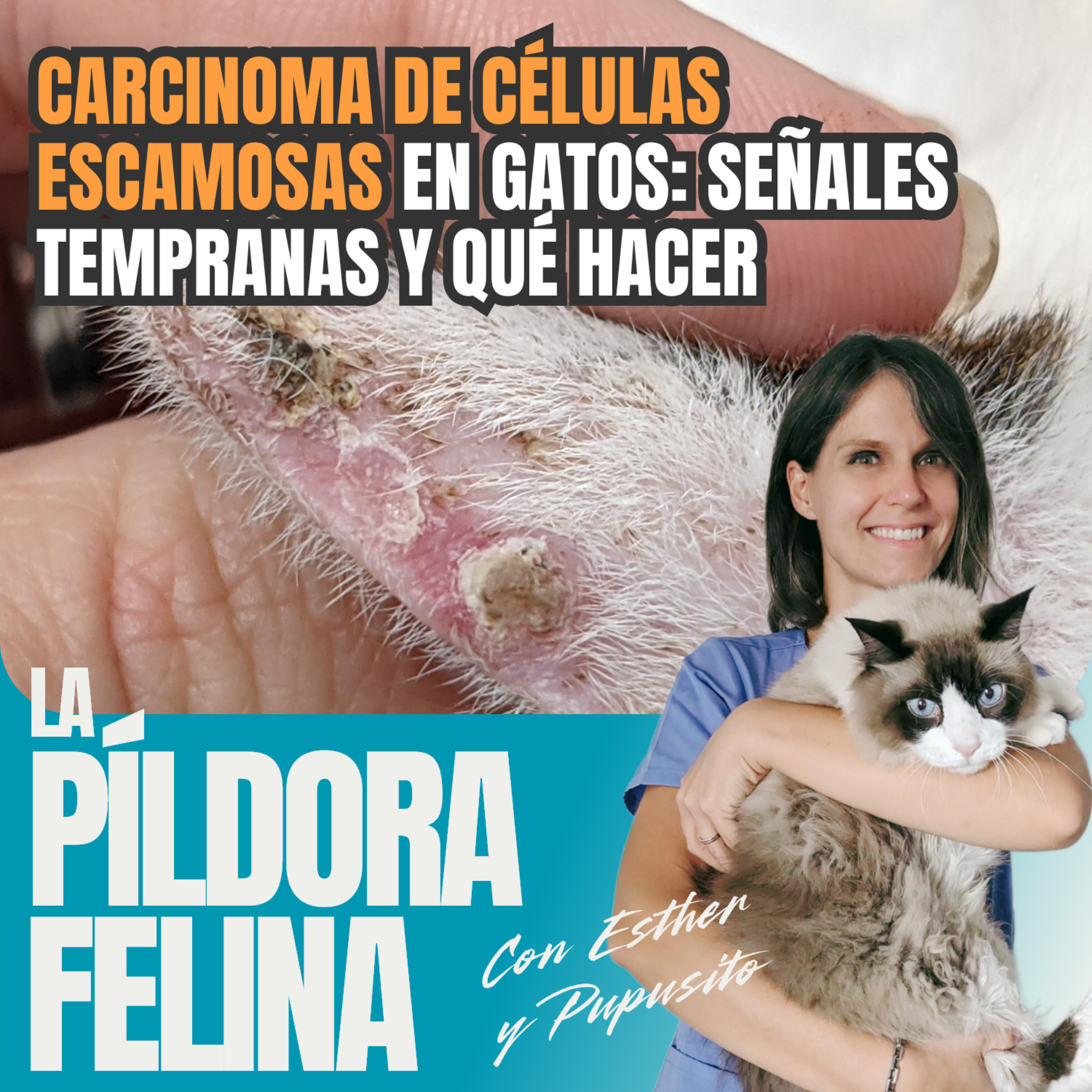 Imagen del episodio 531. Carcinoma de células escamosas en gatos: señales tempranas y qué hacer