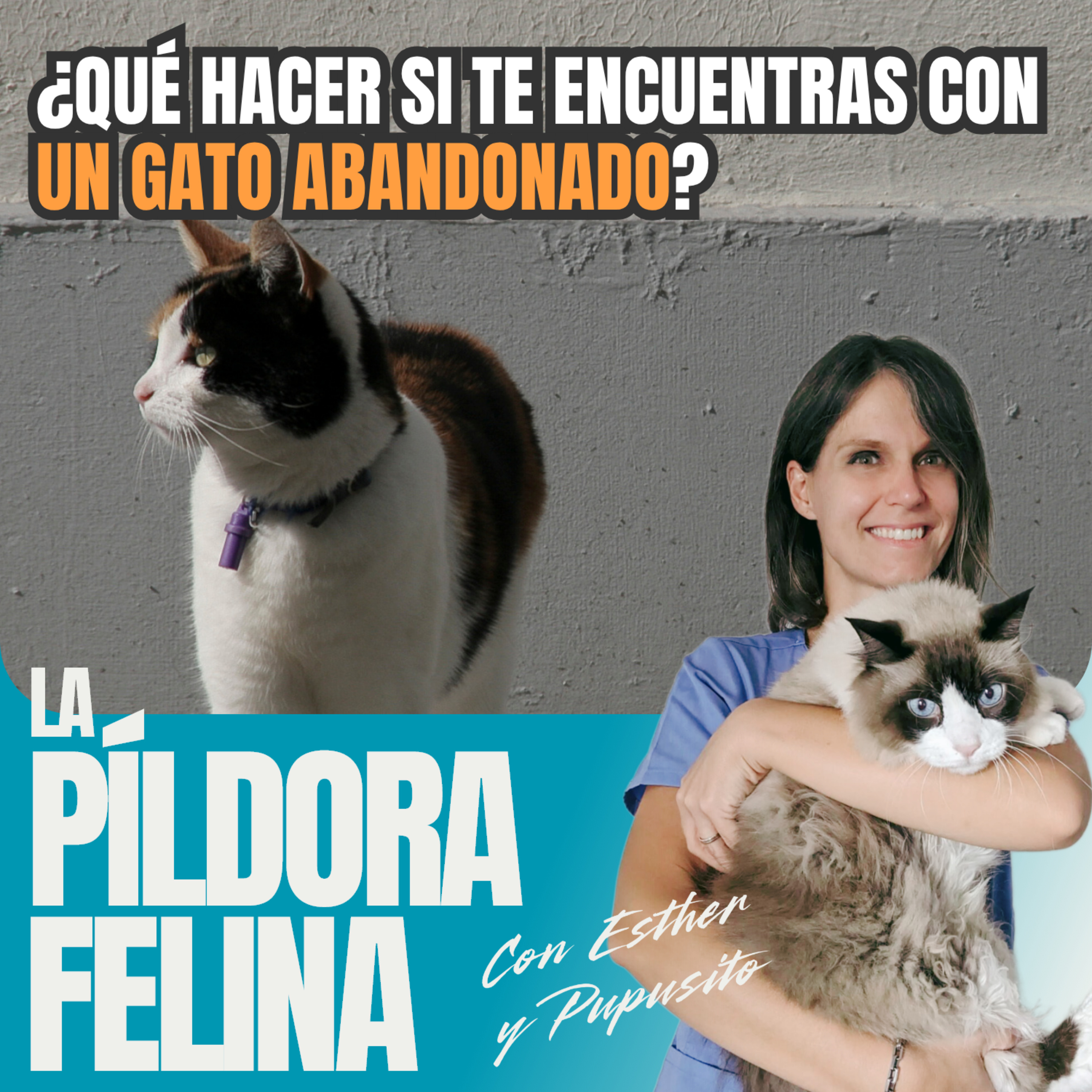 Imagen del episodio 532. ¿Qué hacer si te encuentras con un GATO ABANDONADO?