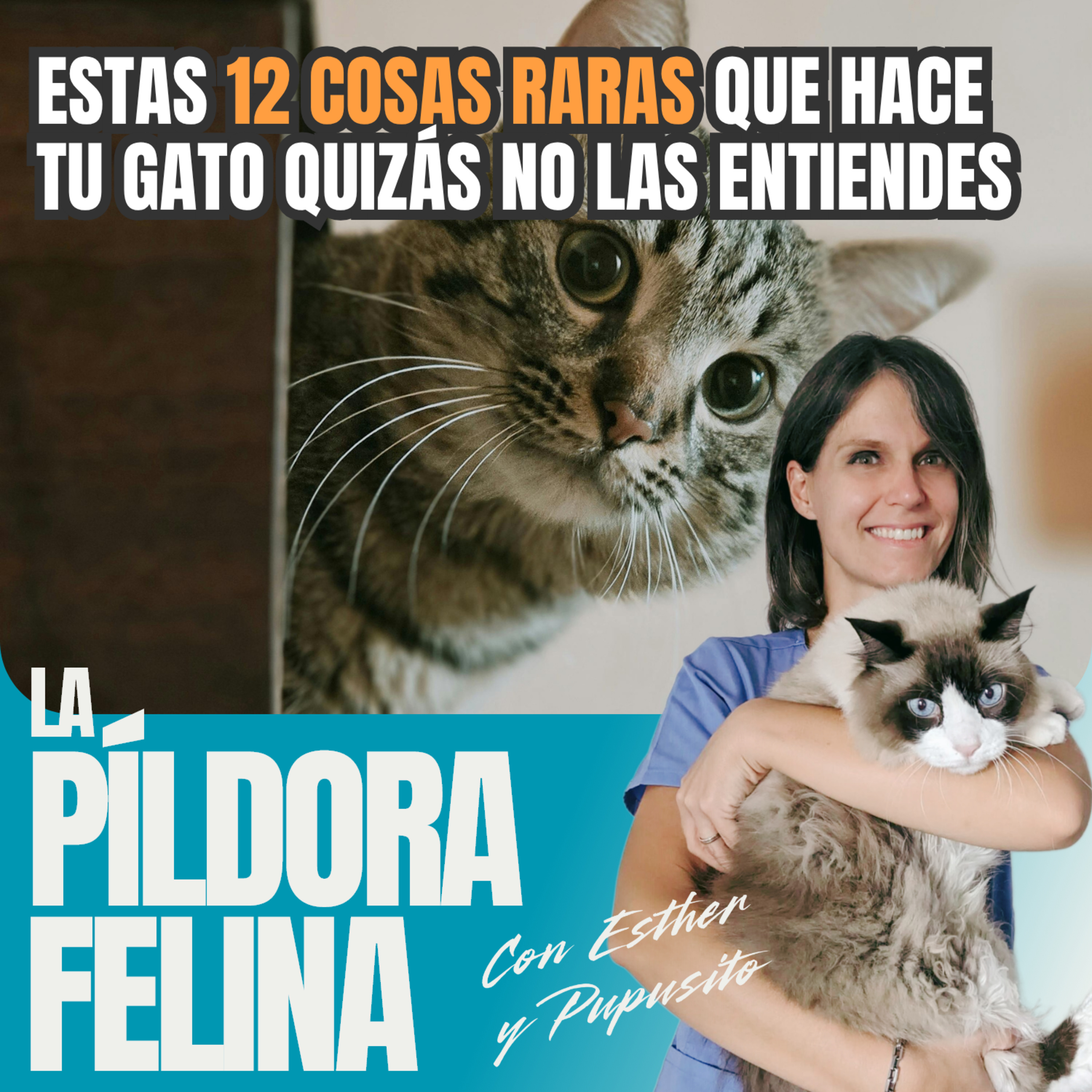 Imagen del episodio 534. Estas 12 COSAS RARAS que hace tu gato quizás no las entiendes