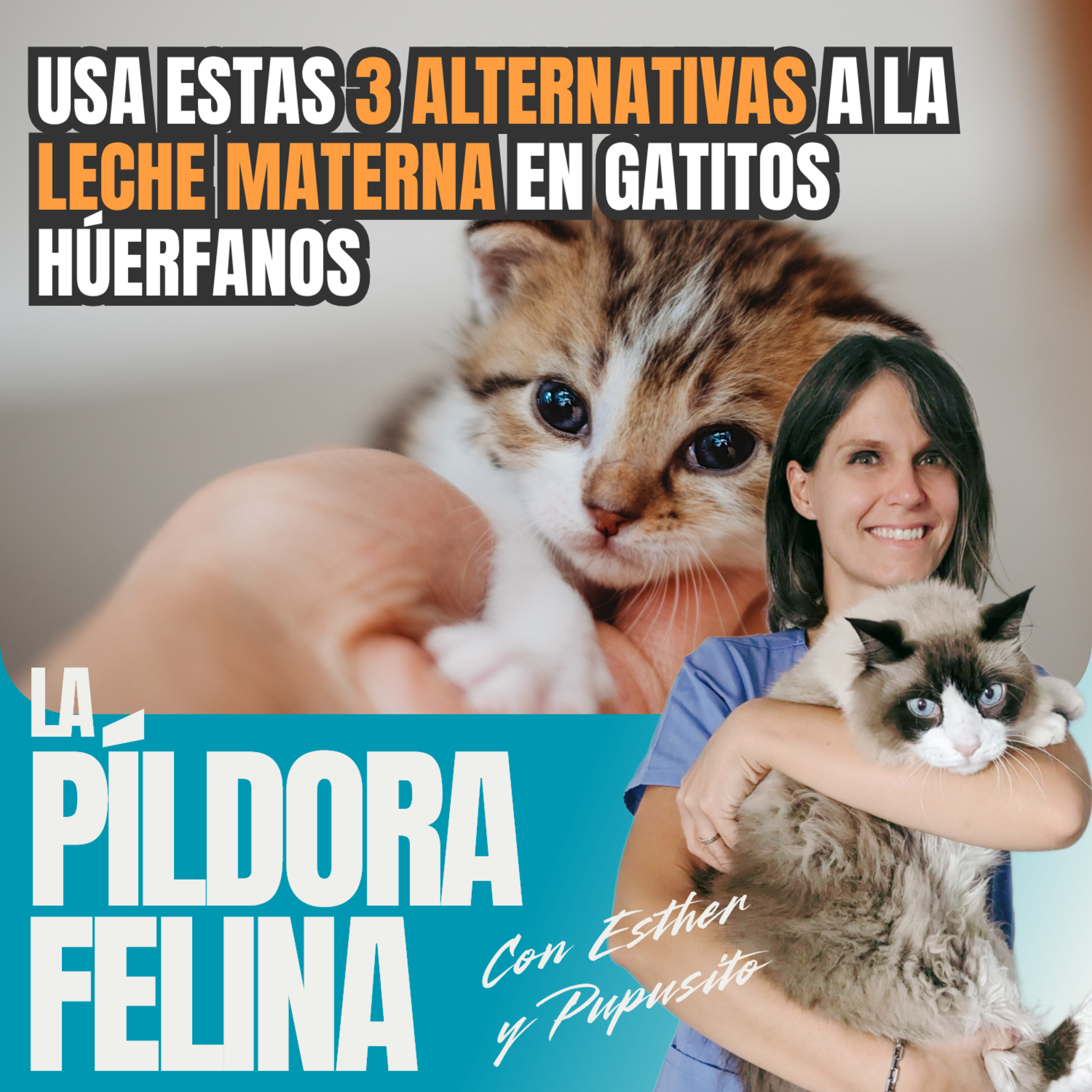 Imagen del episodio 553. Usa estas 3 ALTERNATIVAS a la LECHE MATERNA en gatitos húerfanos