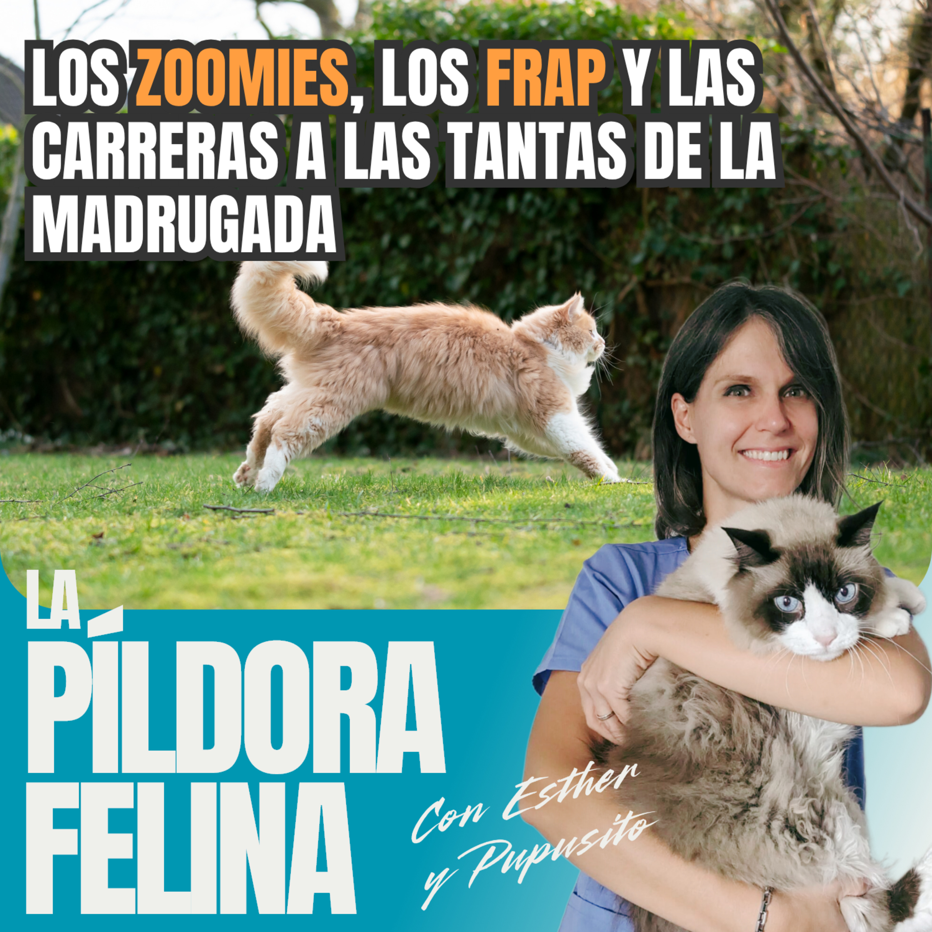 La Píldora Felina – Entiende y cuida mejor a tu gato