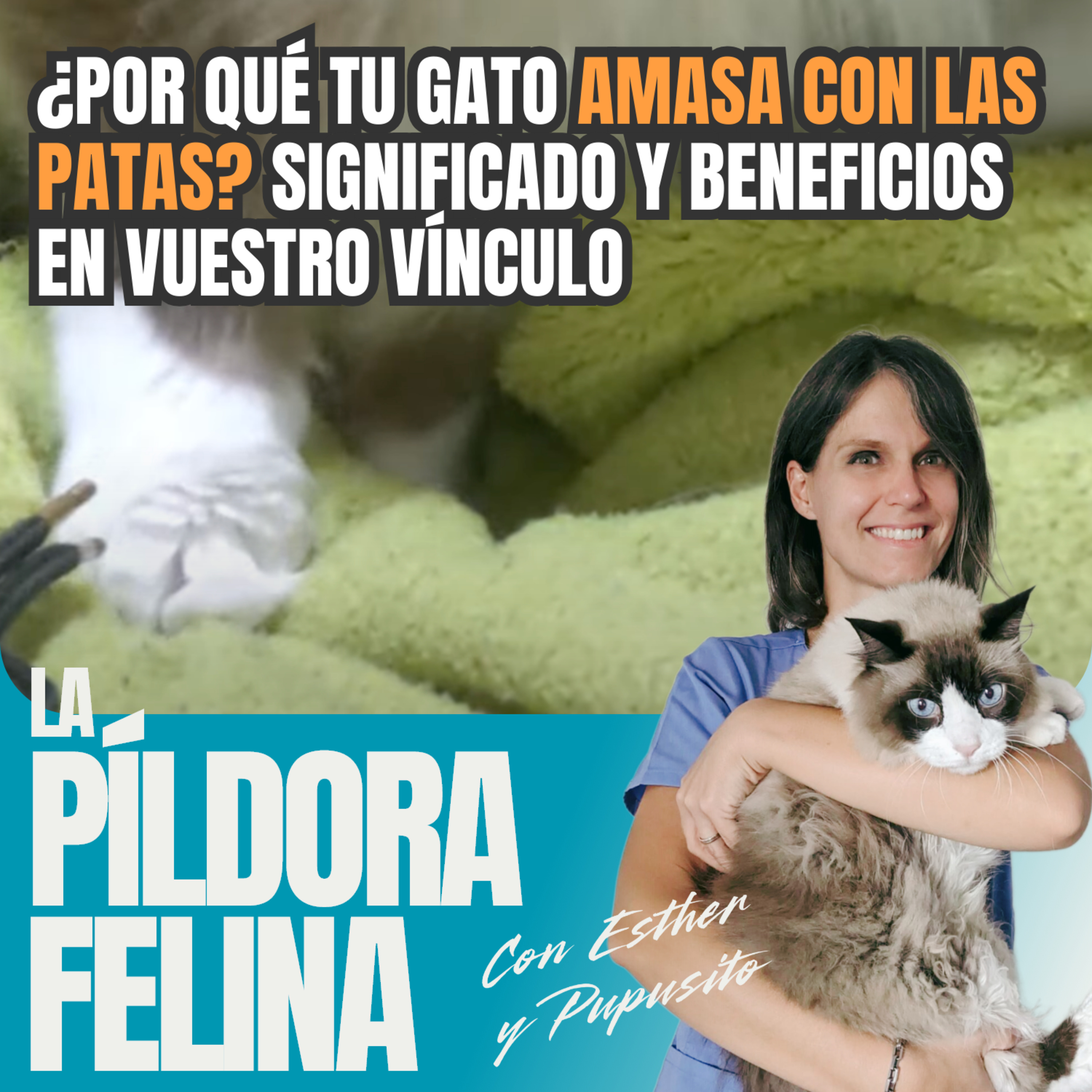 Imagen del episodio 559. ¿Por qué tu gato AMASA CON LAS PATAS? Significado y beneficios en vuestro vínculo