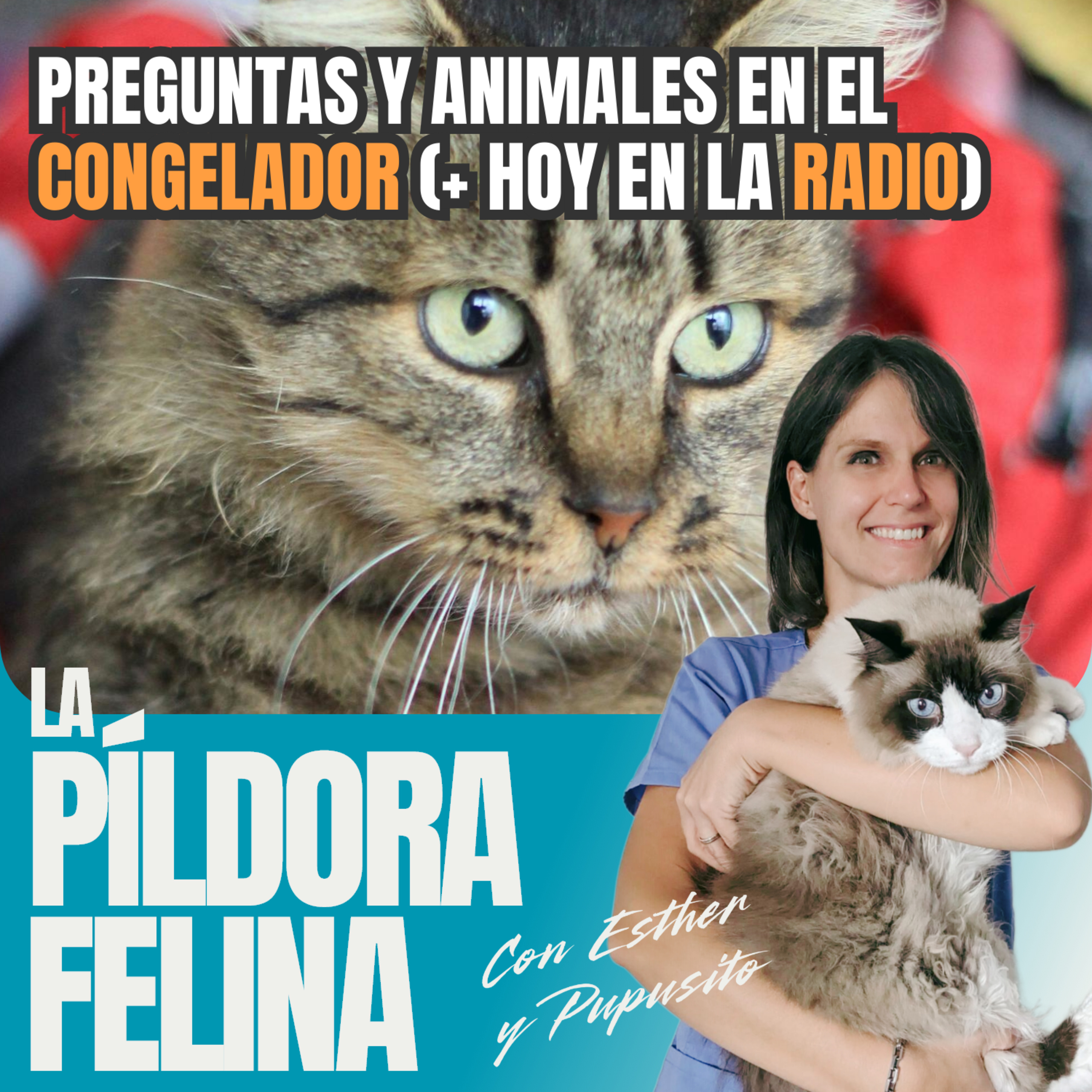 Imagen del episodio 562. Preguntas y animales en el CONGELADOR (+ hoy en la RADIO)