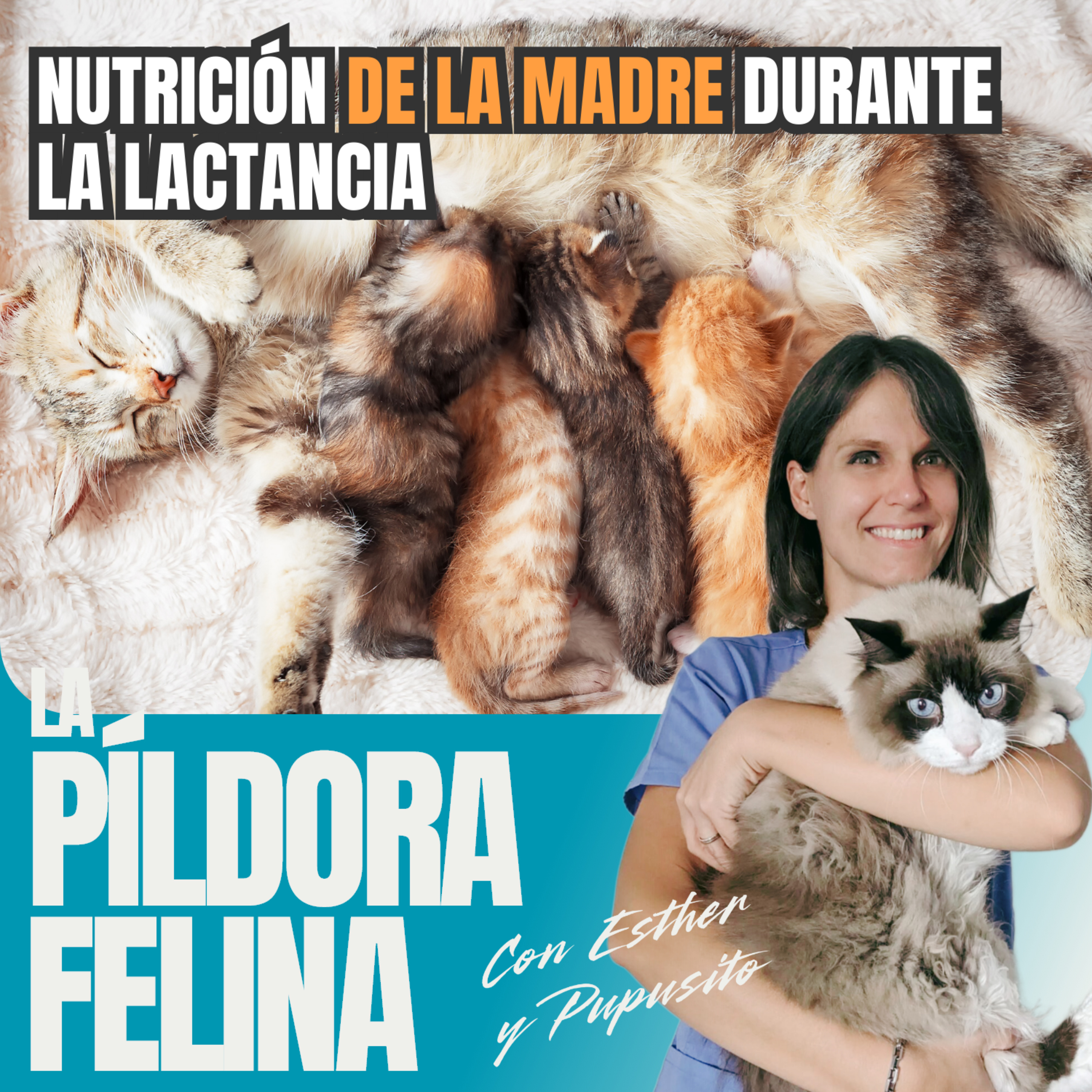 Imagen del episodio 568. Nutrición DE LA MADRE durante la lactancia: dieta adecuada para una gata mamá