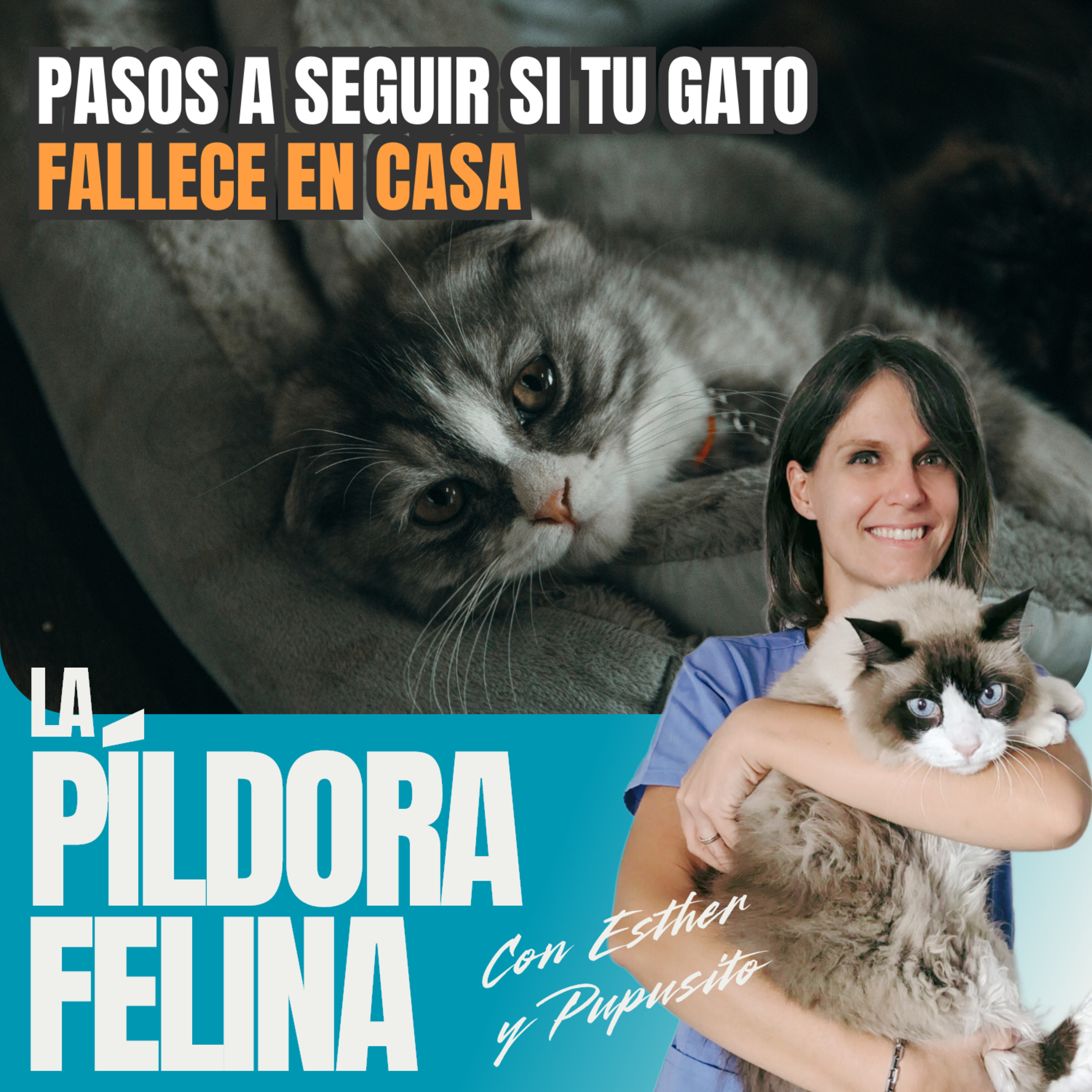 571. Pasos a seguir si tu gato FALLECE EN CASA 571. Pasos a seguir si tu gato FALLECE EN CASA