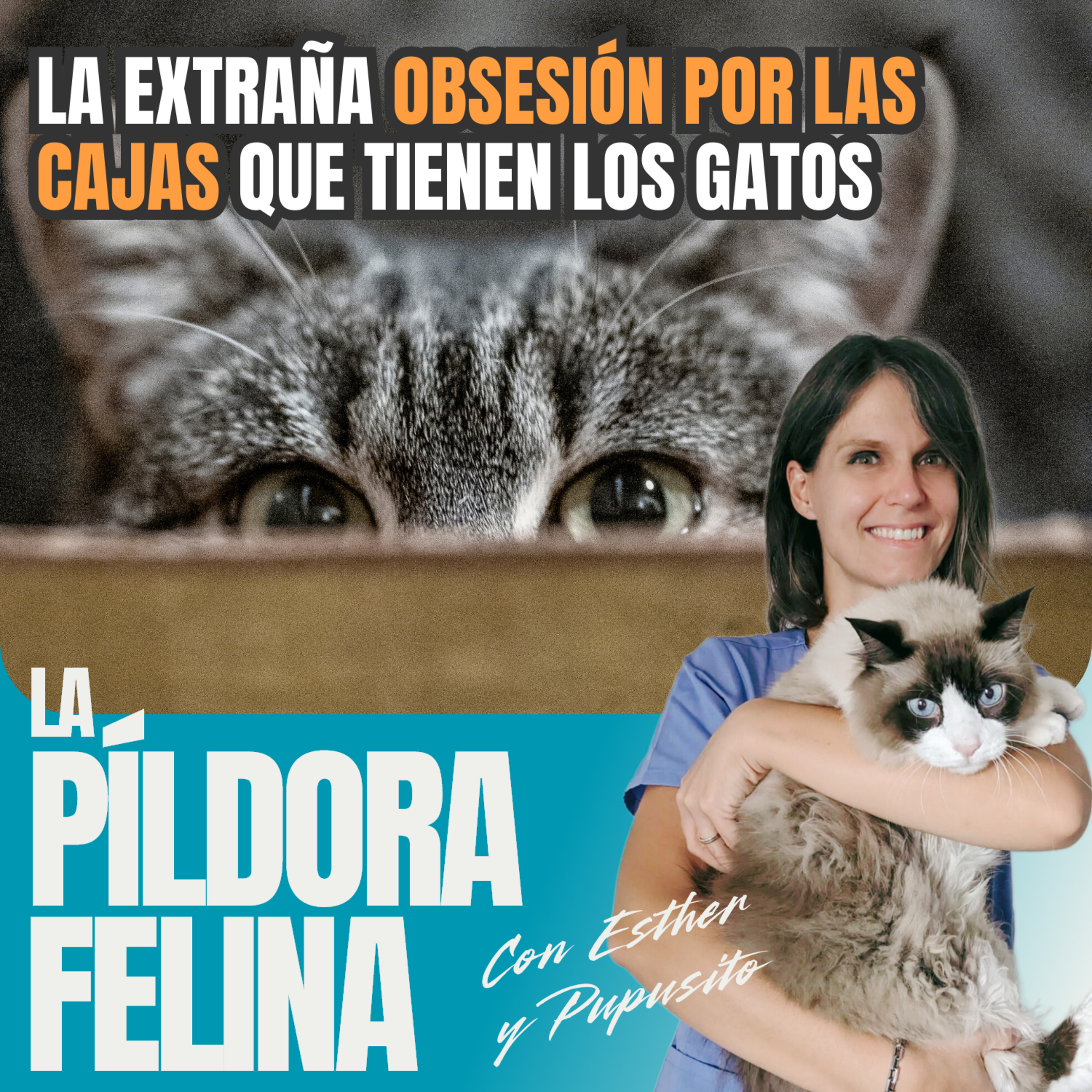 574. La extraña OBSESIÓN POR LAS CAJAS que tienen los gatos 574. La extraña OBSESIÓN POR LAS CAJAS que tienen los gatos