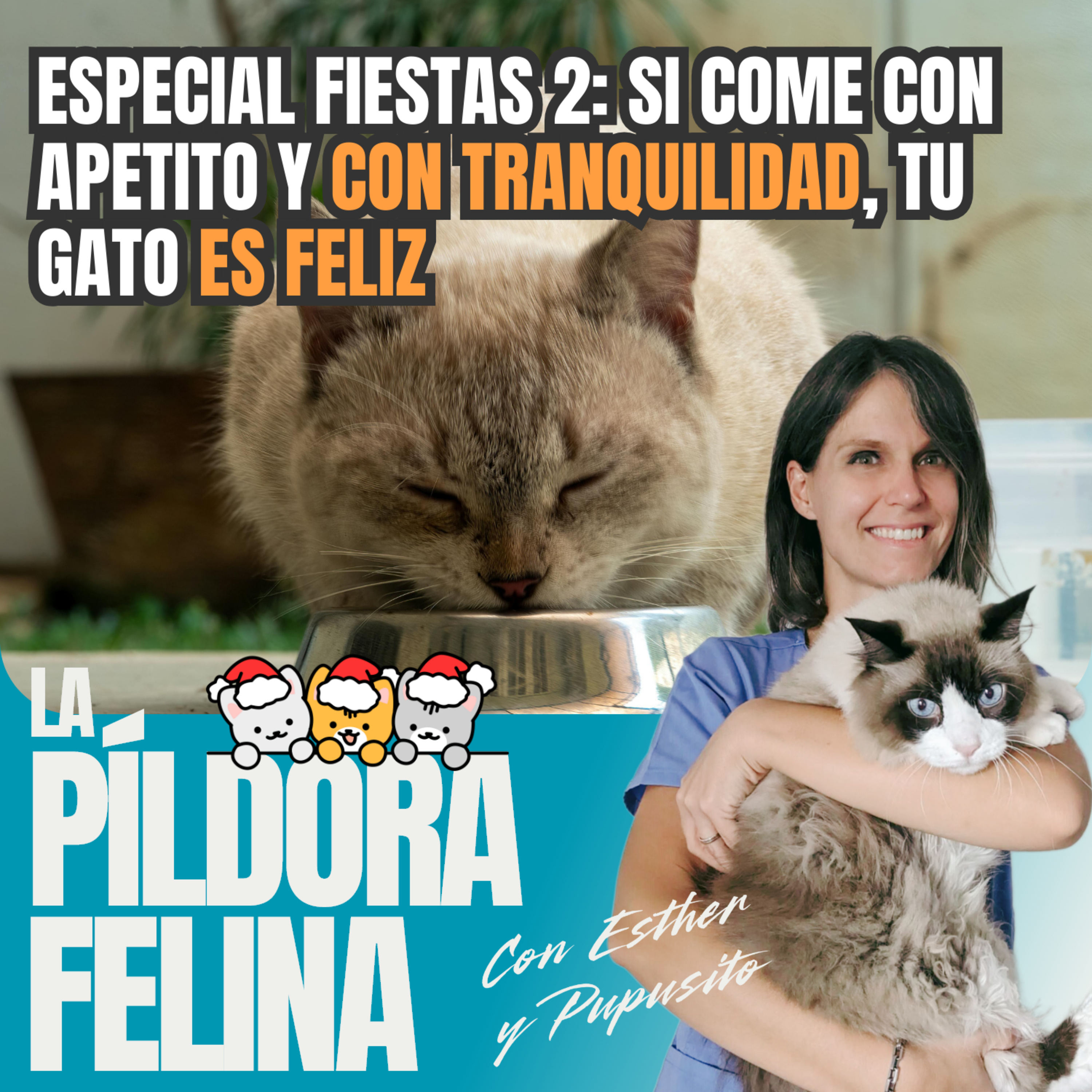Imagen del episodio 577. Especial fiestas 2: Si come con apetito y CON TRANQUILIDAD, tu gato ES FELIZ