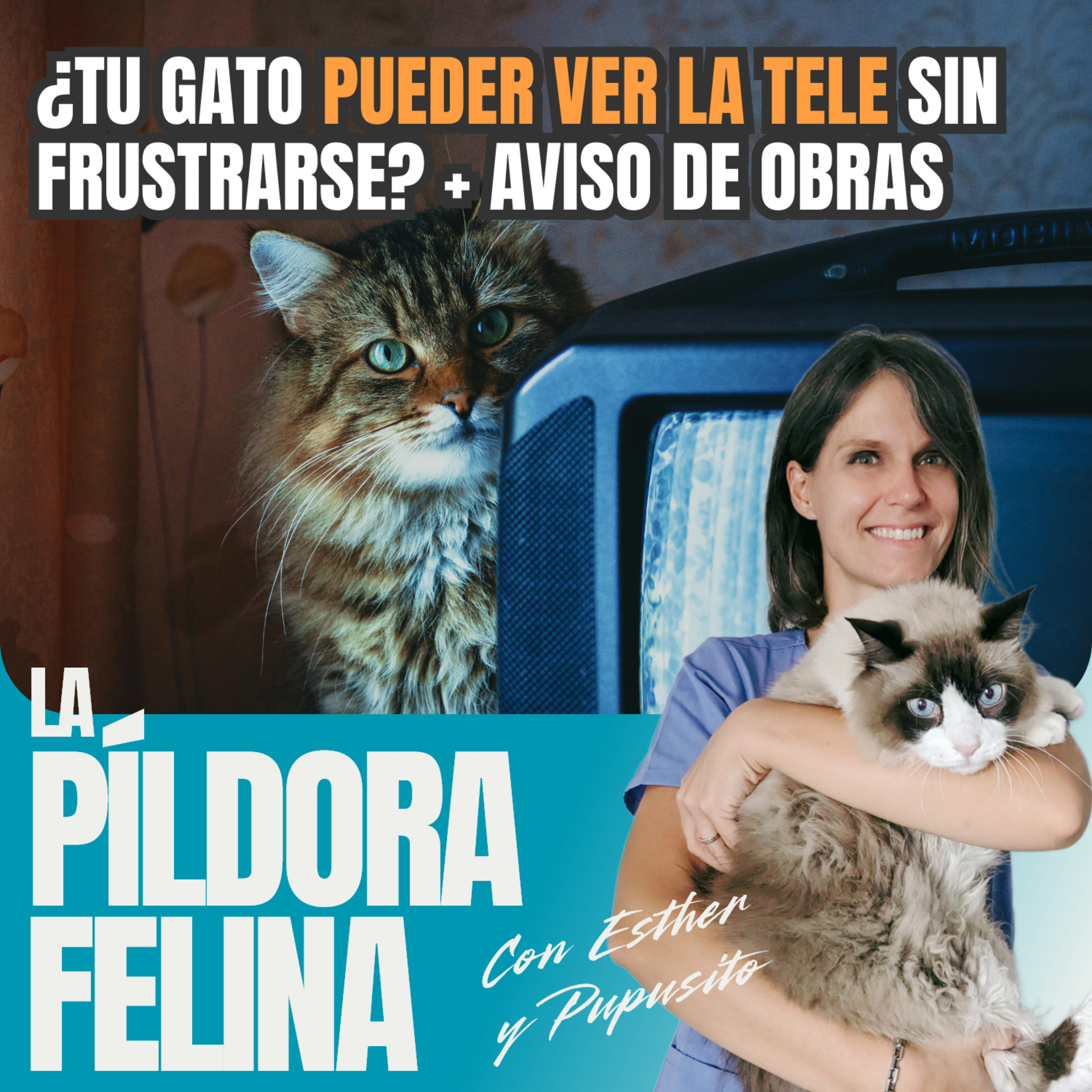 Imagen del episodio 599. ¿Tu gato PUEDER VER LA TELE sin frustrarse? + AVISO DE OBRAS