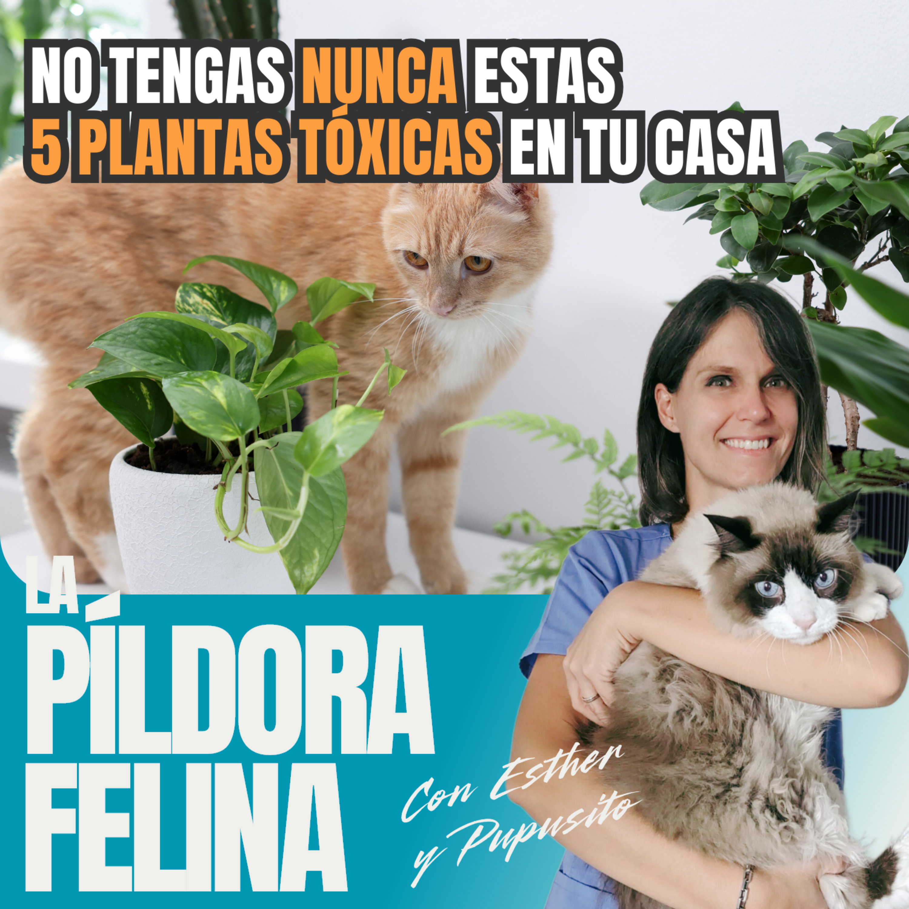 Imagen del episodio 602. No tengas NUNCA estas 5 PLANTAS TÓXICAS en tu casa