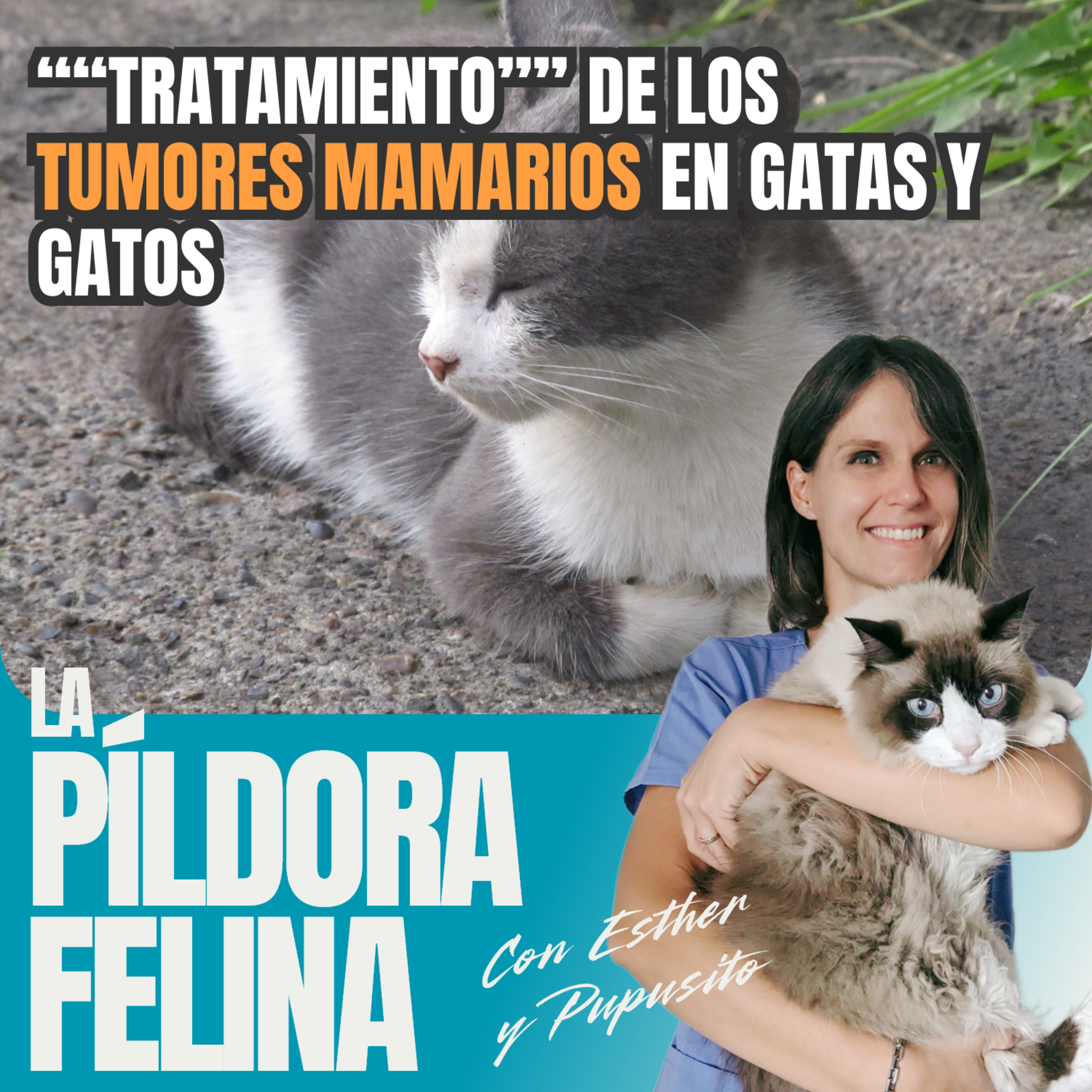 Imagen del episodio 606. ““Tratamiento”” de los TUMORES MAMARIOS en gatas y gatos