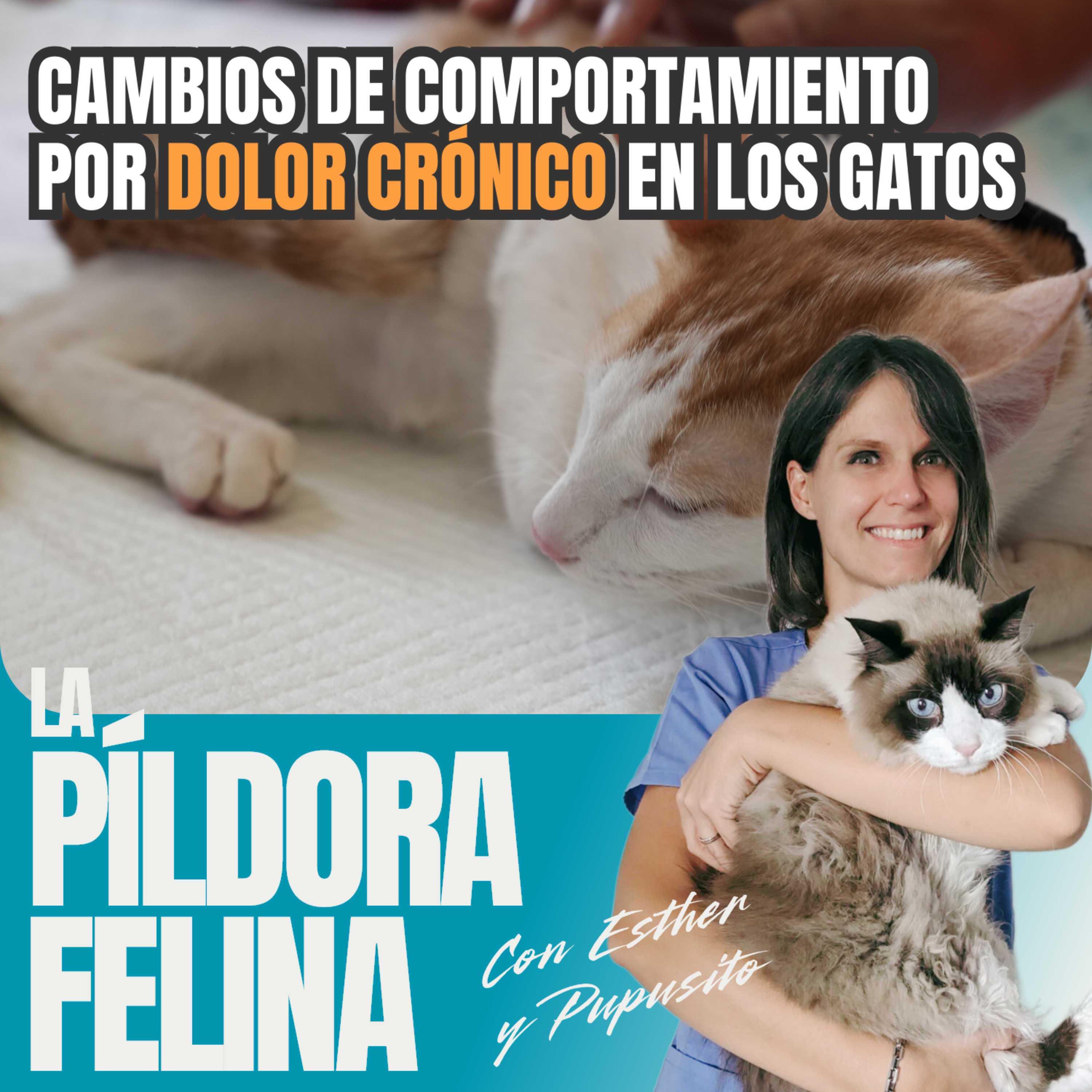 Imagen del episodio 611. Cambios de comportamiento por DOLOR CRÓNICO en los gatos