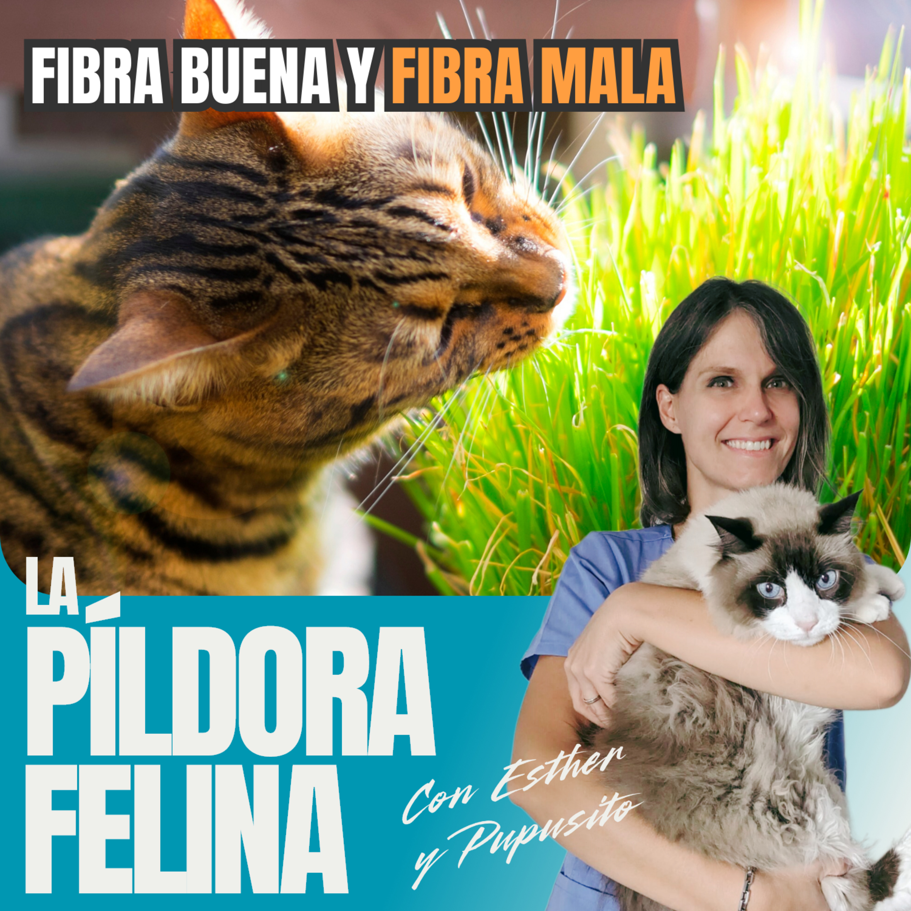 Imagen del episodio 613. Fibra buena y FIBRA MALA