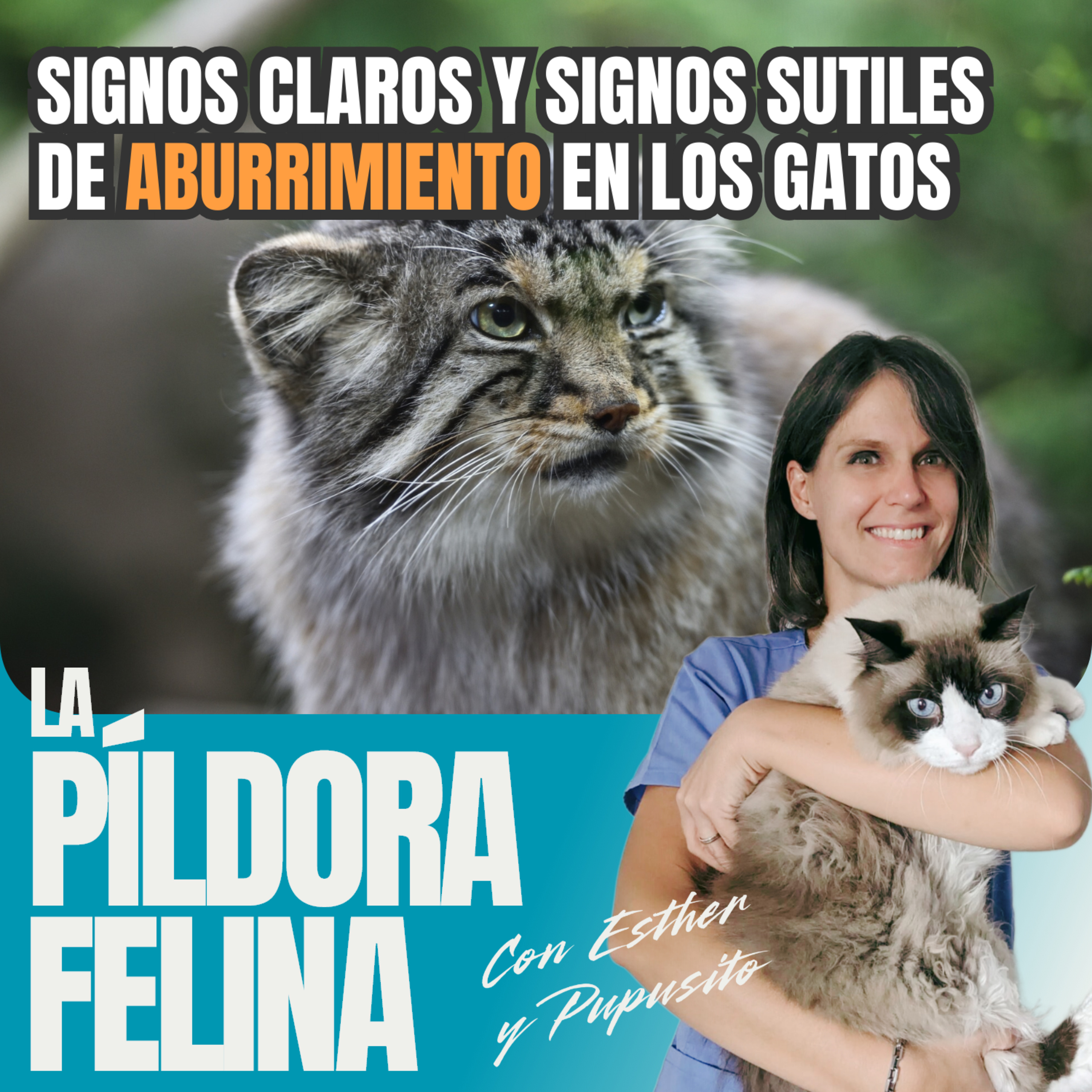 Imagen del episodio 614. Signos claros y signos sutiles de ABURRIMIENTO en los gatos