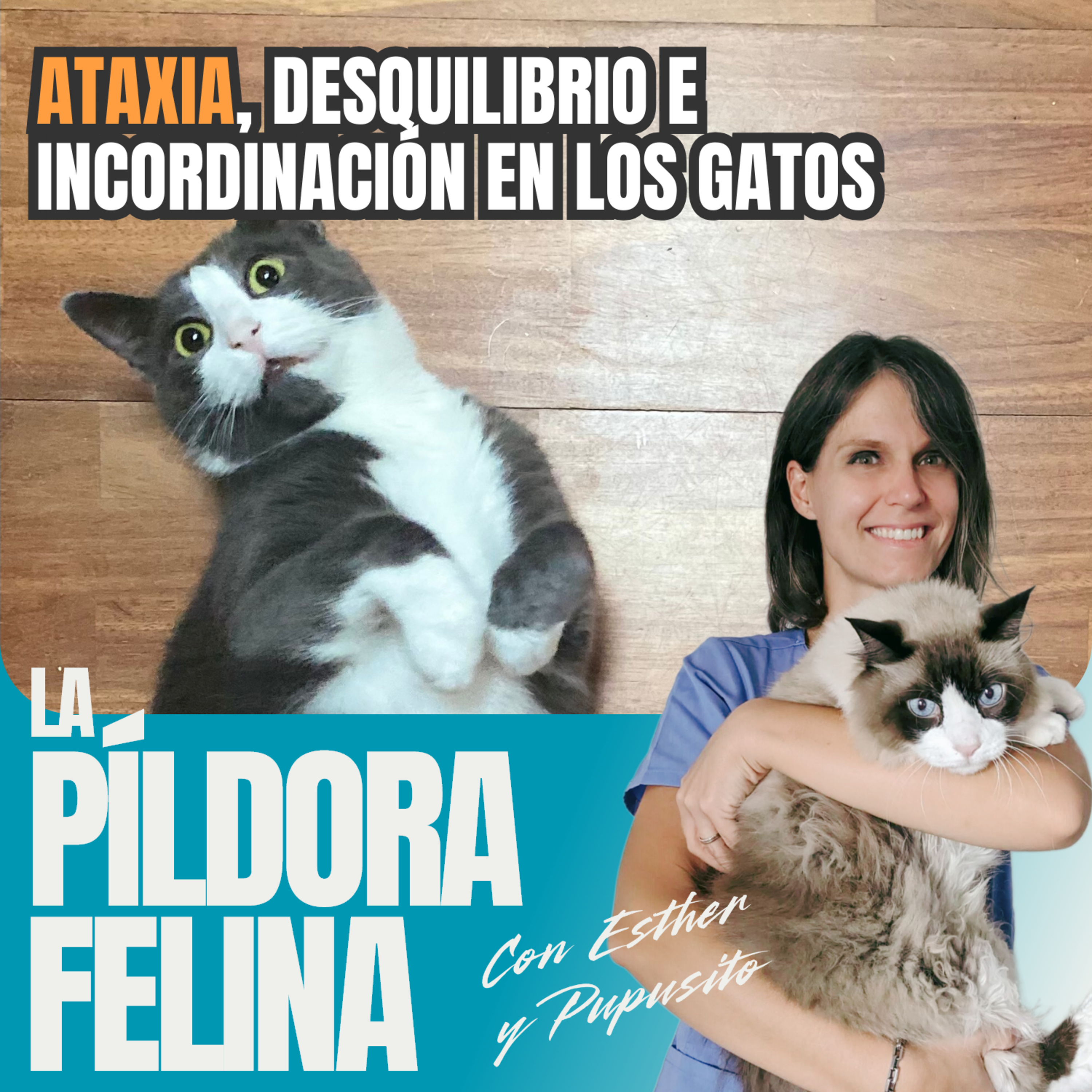Imagen del episodio 616. ATAXIA, desquilibrio e incordinación en los gatos