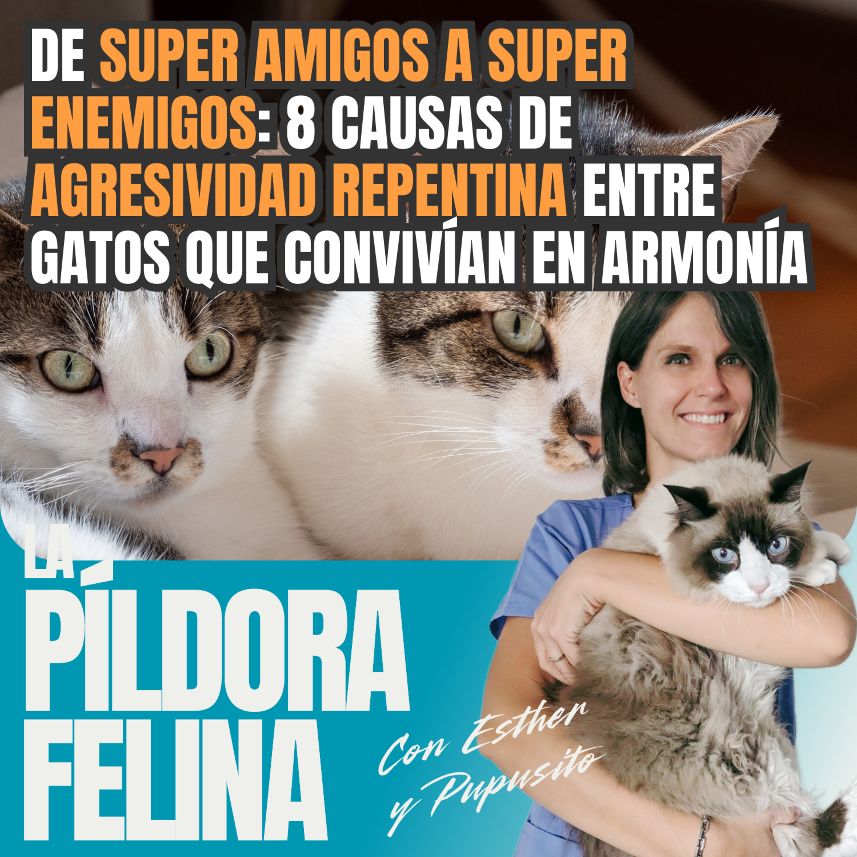 Imagen del episodio 619. De SUPER AMIGOS a super enemigos: 8 causas de AGRESIVIDAD REPENTINA entre gatos que convivían en armonía