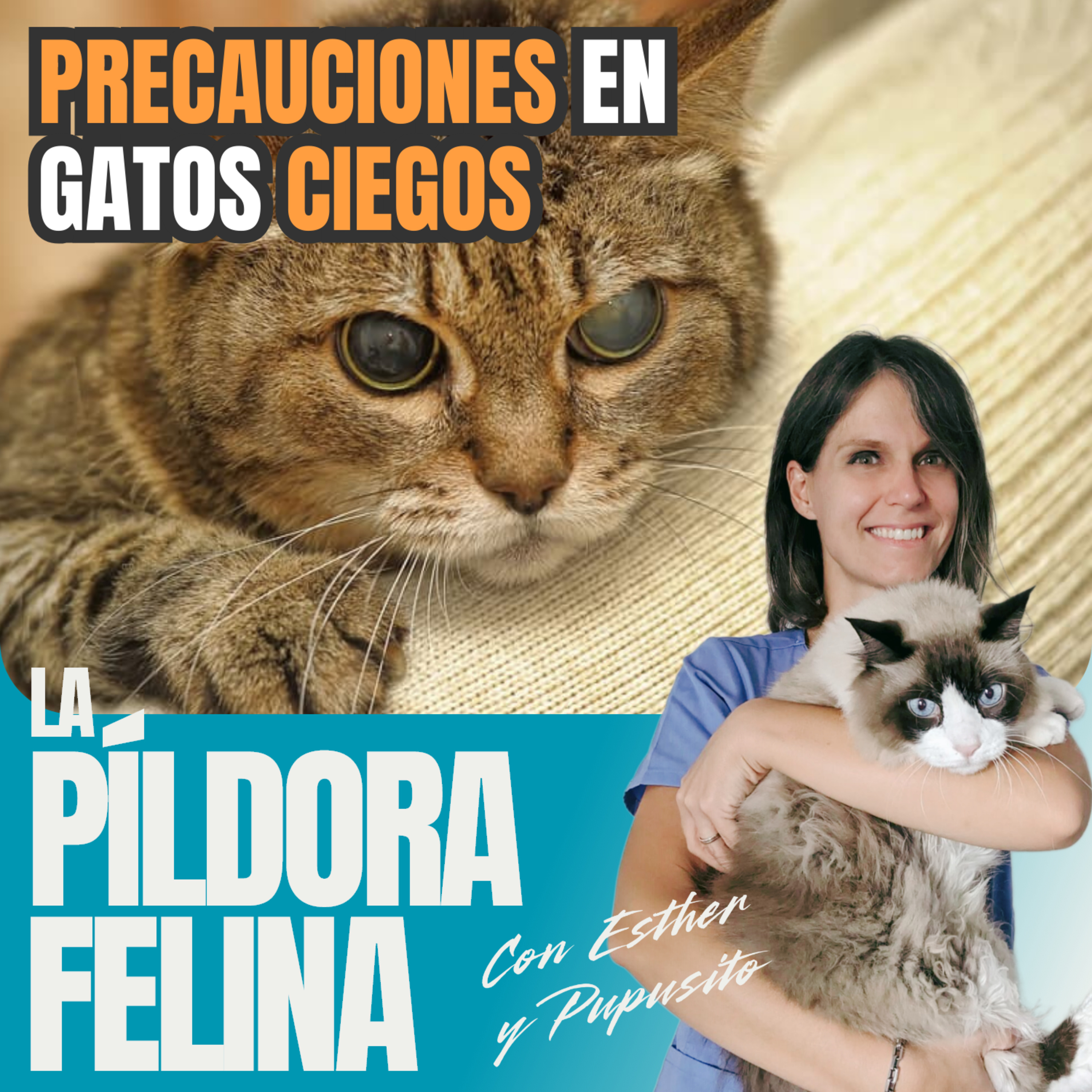 Imagen del episodio 622. PRECAUCIONES en gatos CIEGOS