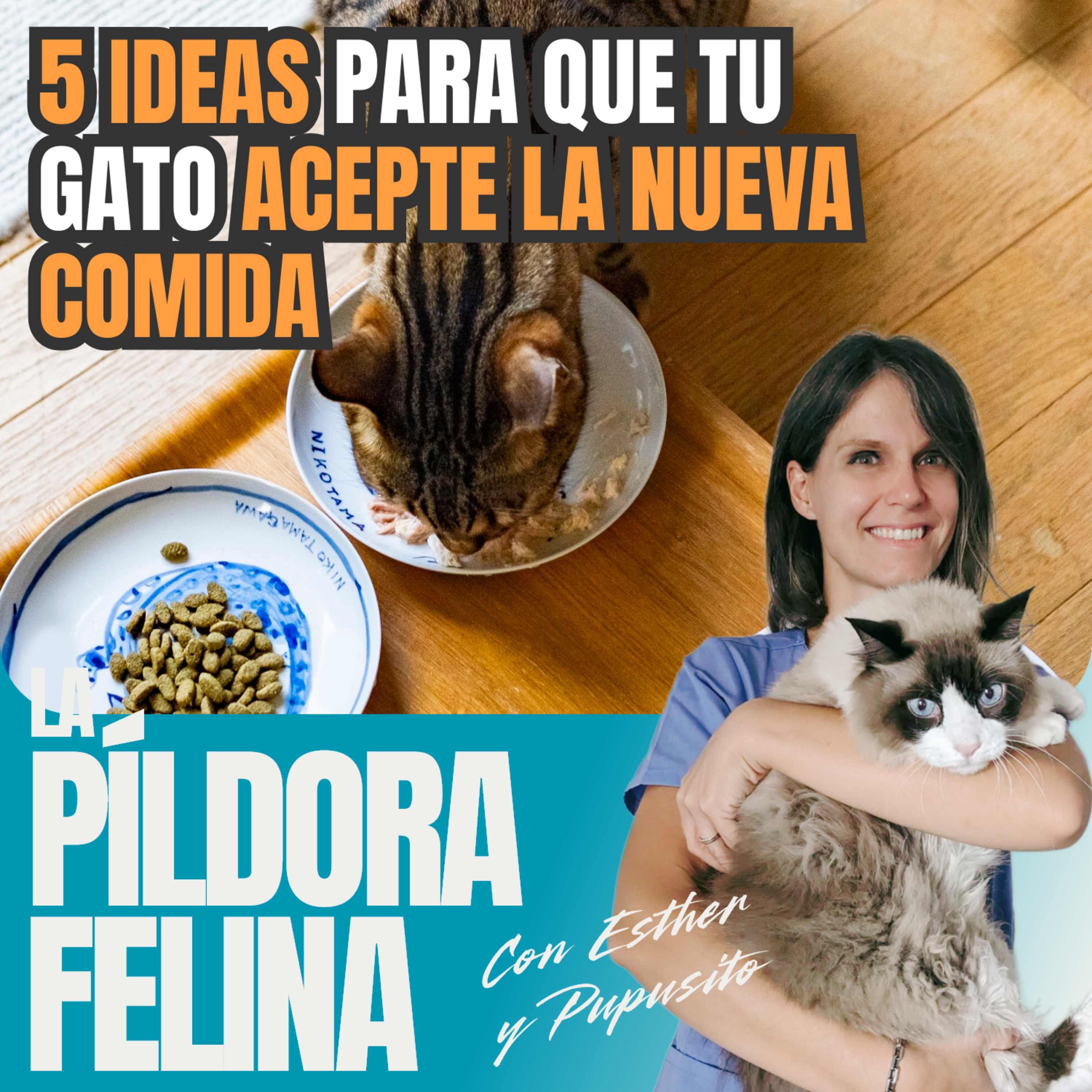 Imagen del episodio 623. 5 IDEAS para que tu gato ACEPTE LA NUEVA COMIDA