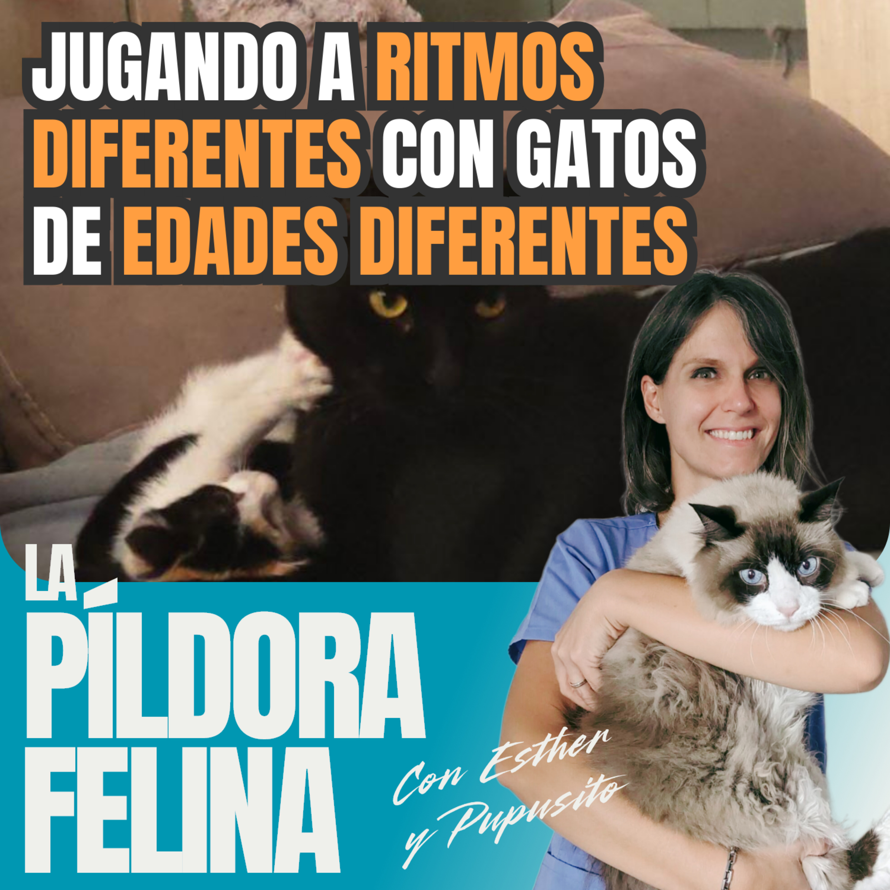 Imagen del episodio 624. Jugando a RITMOS DIFERENTES con gatos de EDADES DIFERENTES
