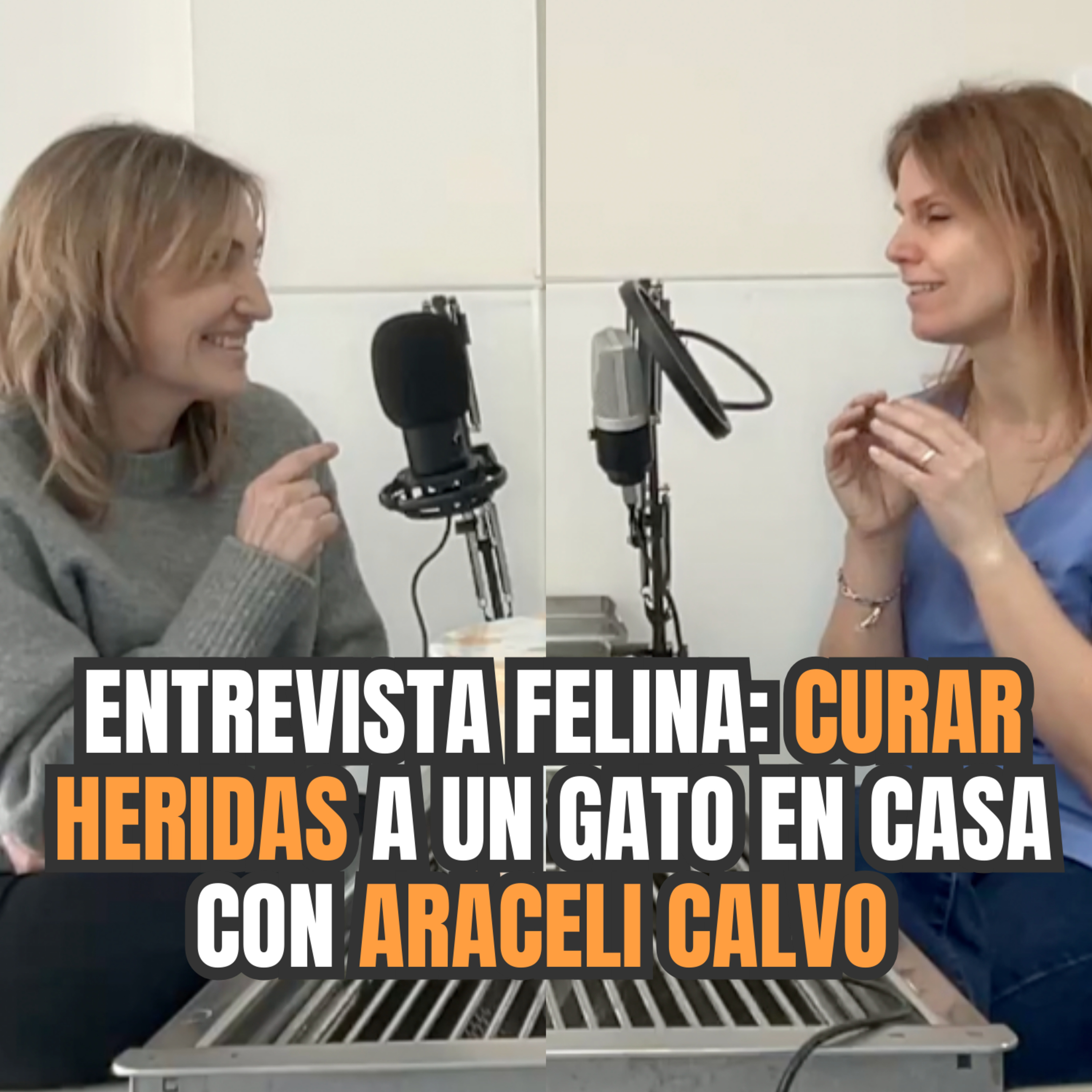 Imagen del episodio 625. Entrevista Felina: CURAR HERIDAS a un gato en casa con ARACELI CALVO del Hospital Veterinari Molins