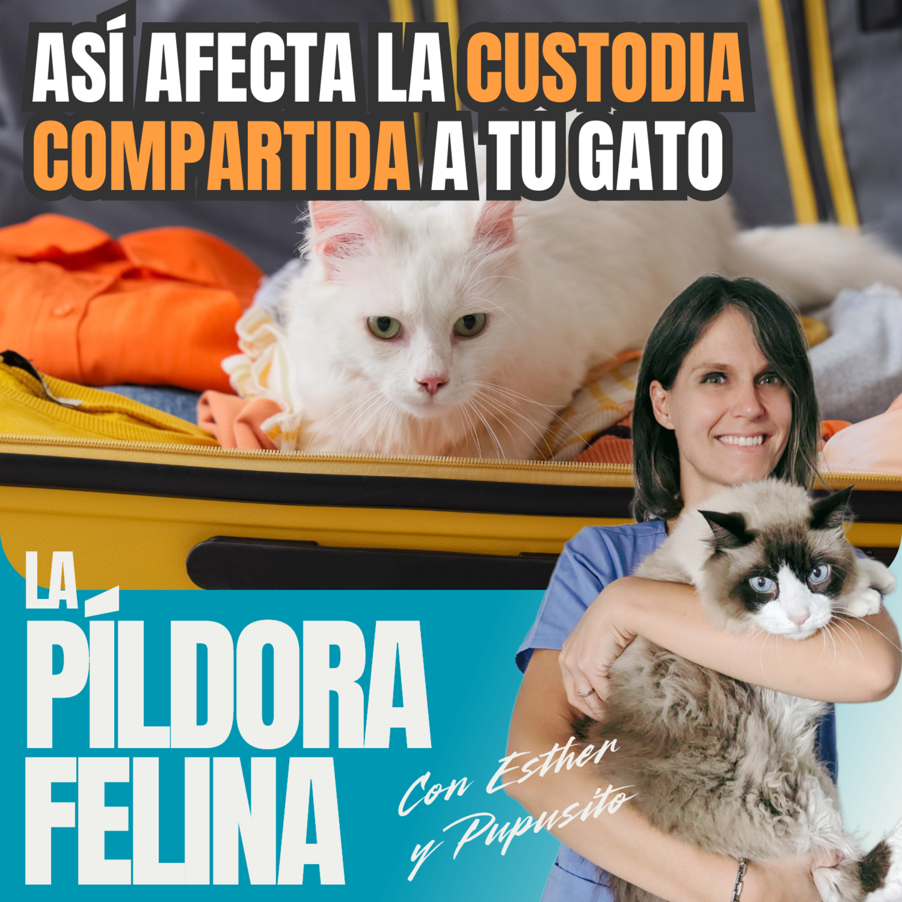 Imagen del episodio 629. Así afecta la CUSTODIA COMPARTIDA a tu gato