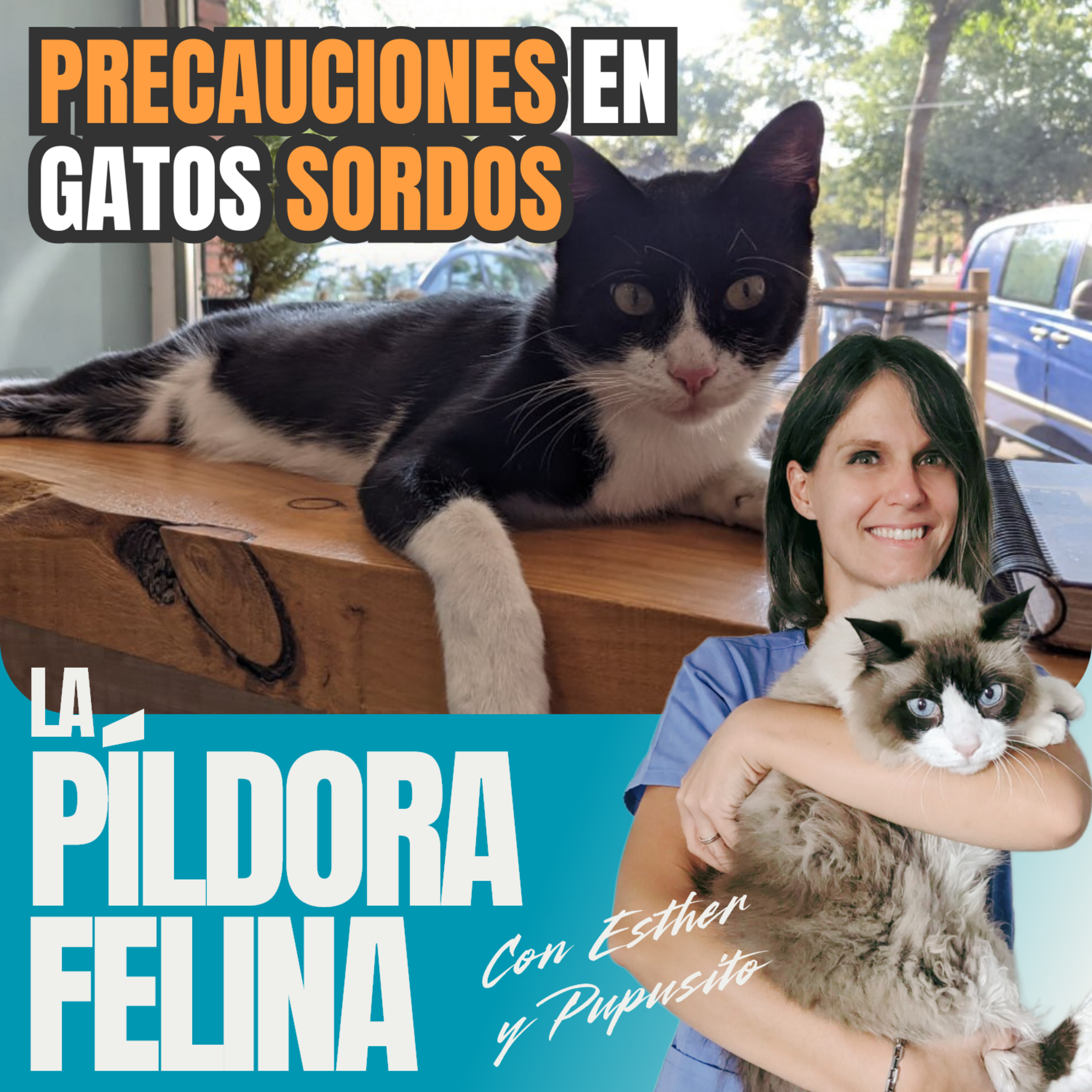 Imagen del episodio 632. PRECAUCIONES en gatos SORDOS