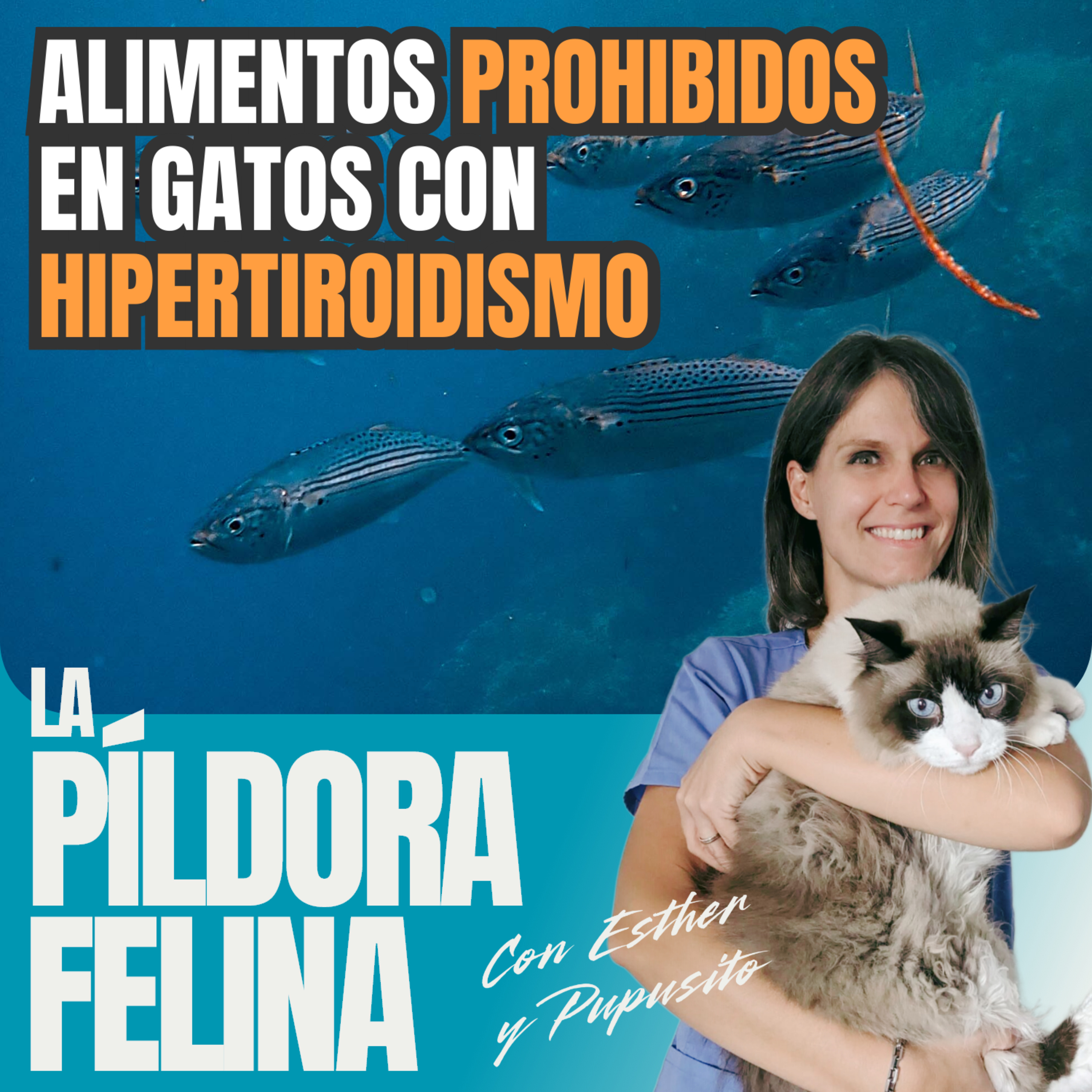 Imagen del episodio 638. Alimentos PROHIBIDOS en gatos con HIPERTIROIDISMO