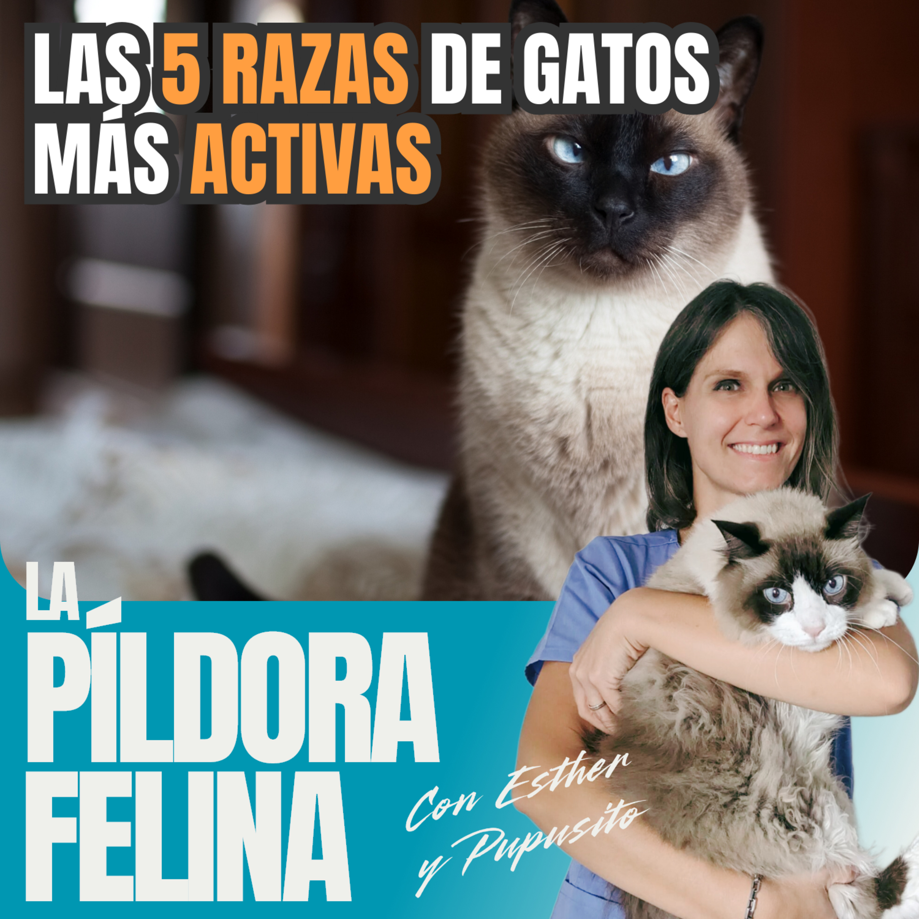 Imagen del episodio 639. Las 5 RAZAS de gatos más ACTIVAS