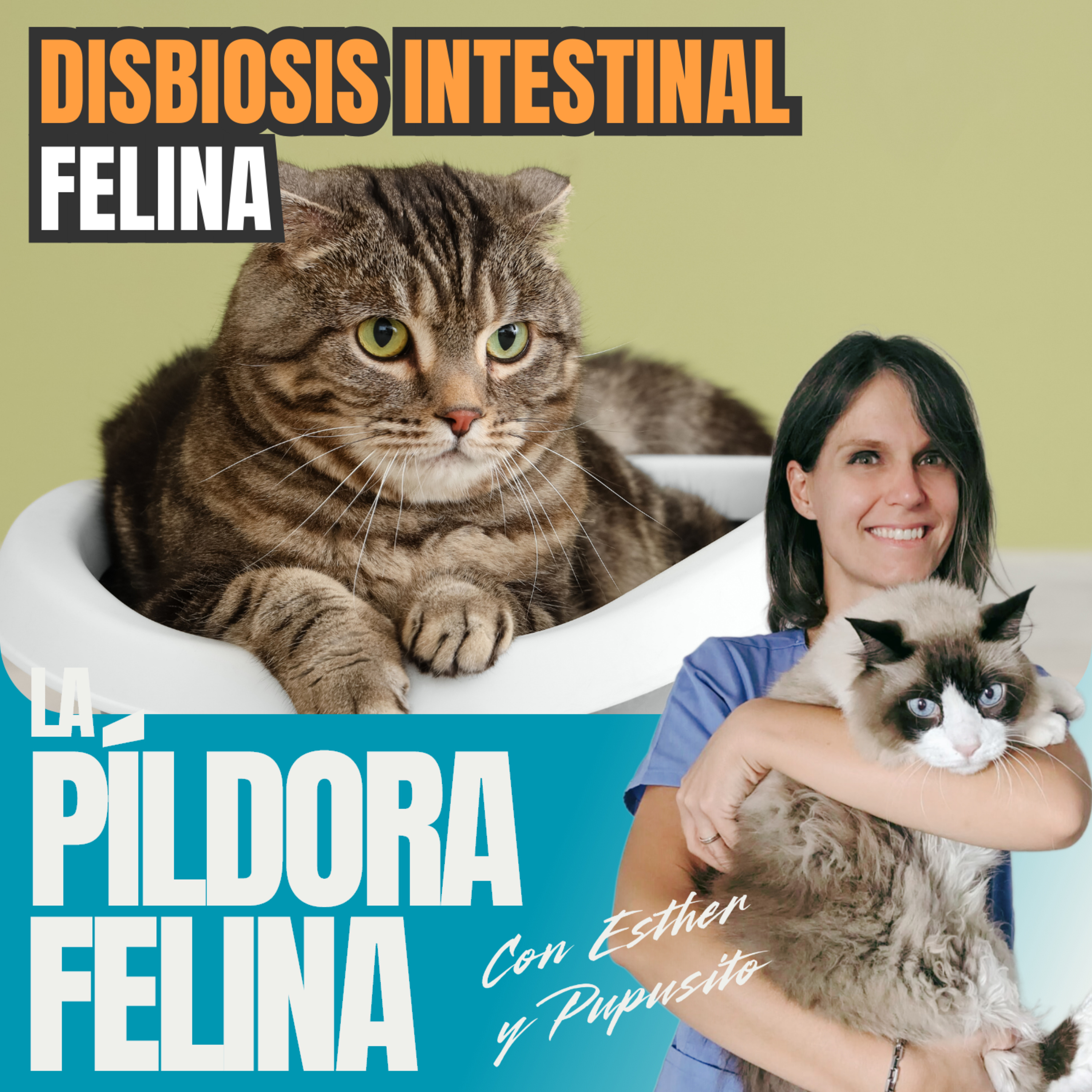 Imagen del episodio 636. DISBIOSIS INTESTINAL felina